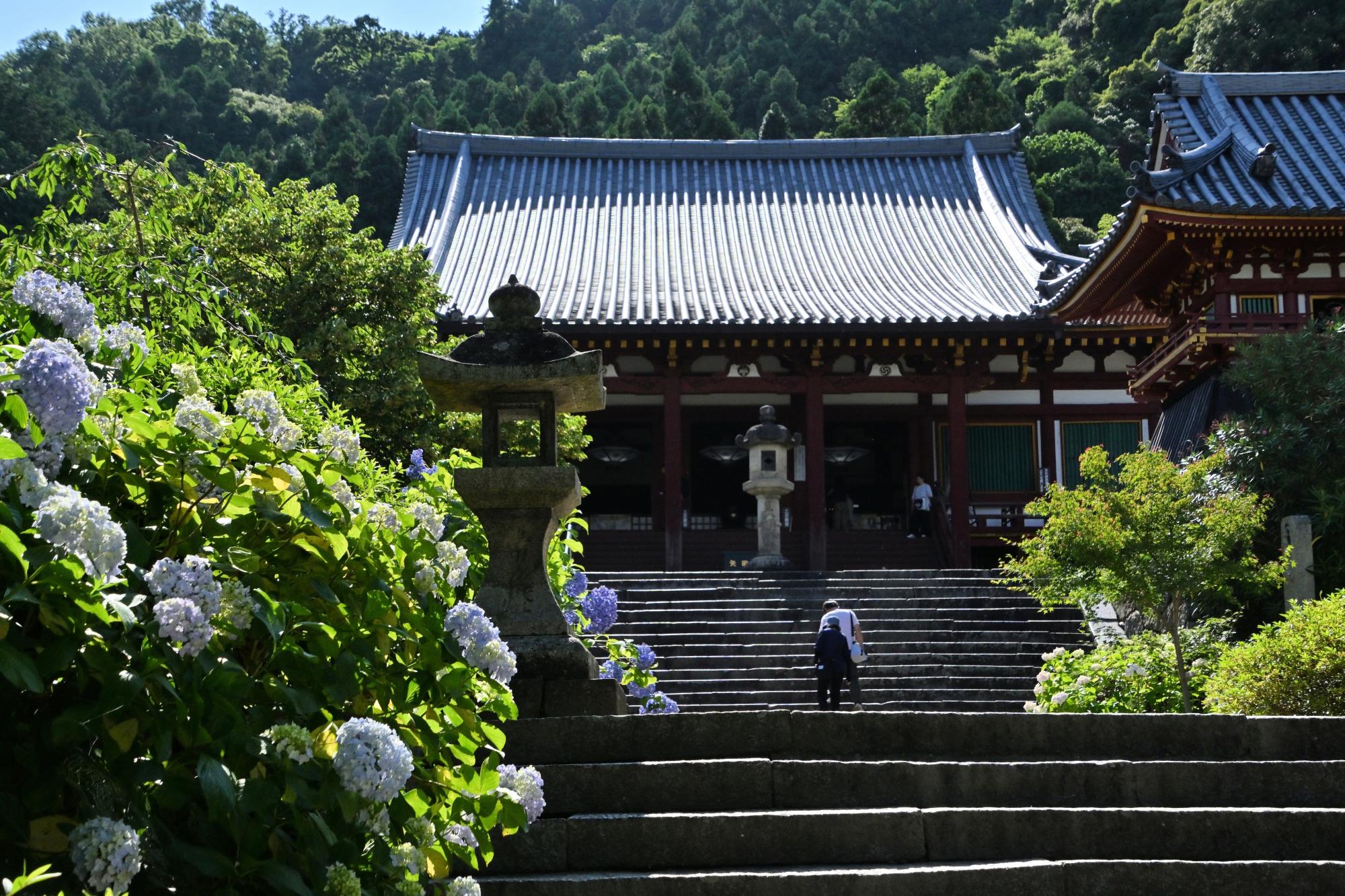 矢田寺と階段の前に咲くあじさい