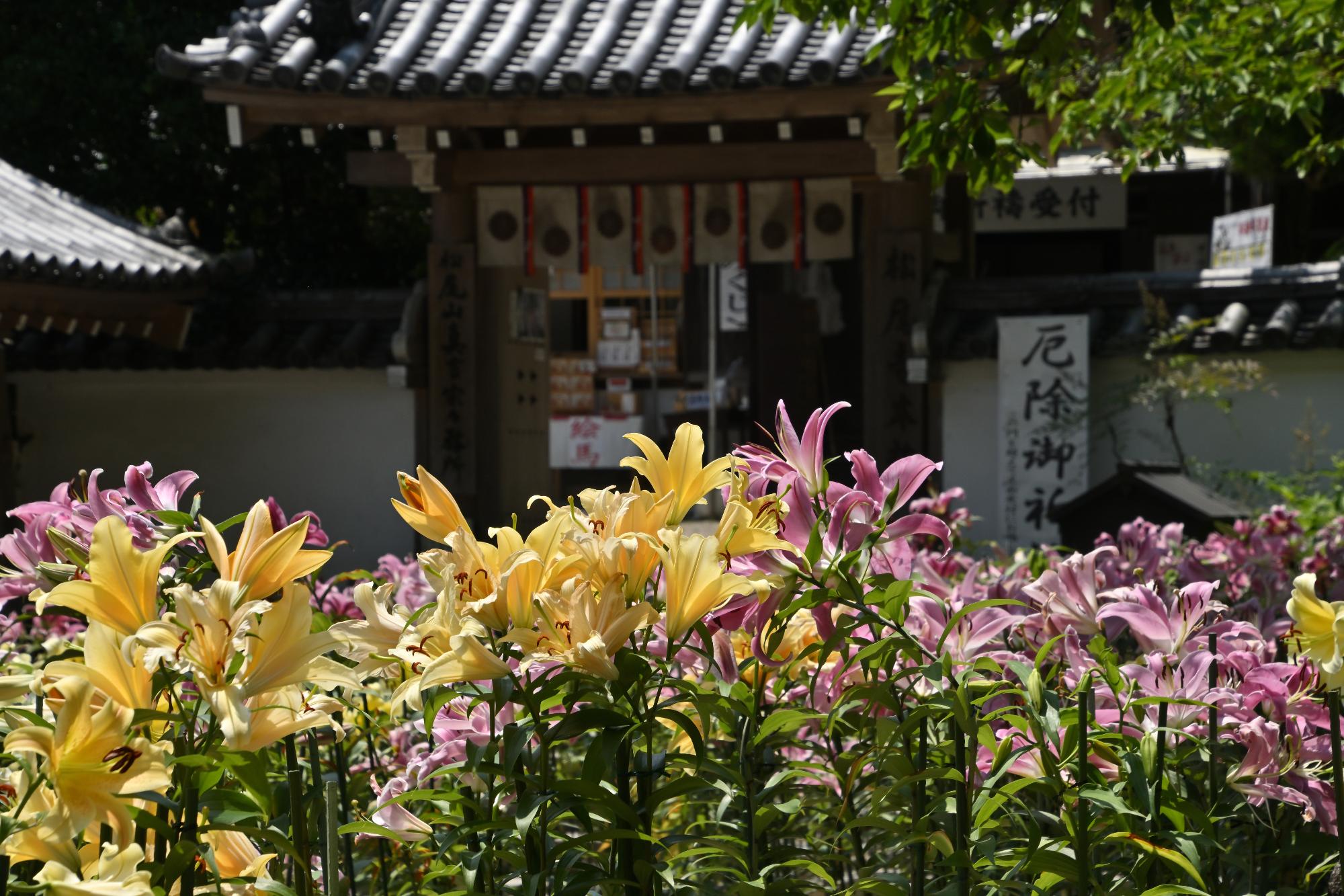 松尾寺のカサブランカ