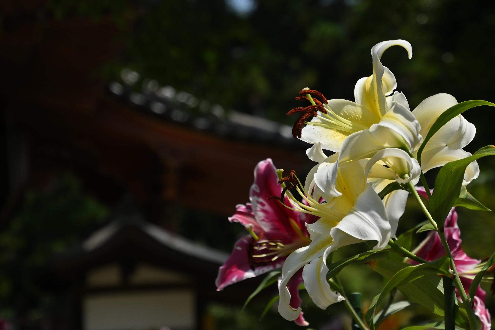 松尾寺のカサブランカ
