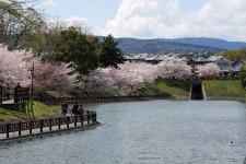 東側より撮影された鷺池の写真。南岸側には遊歩道と開花期を迎えた桜並木が確認できる