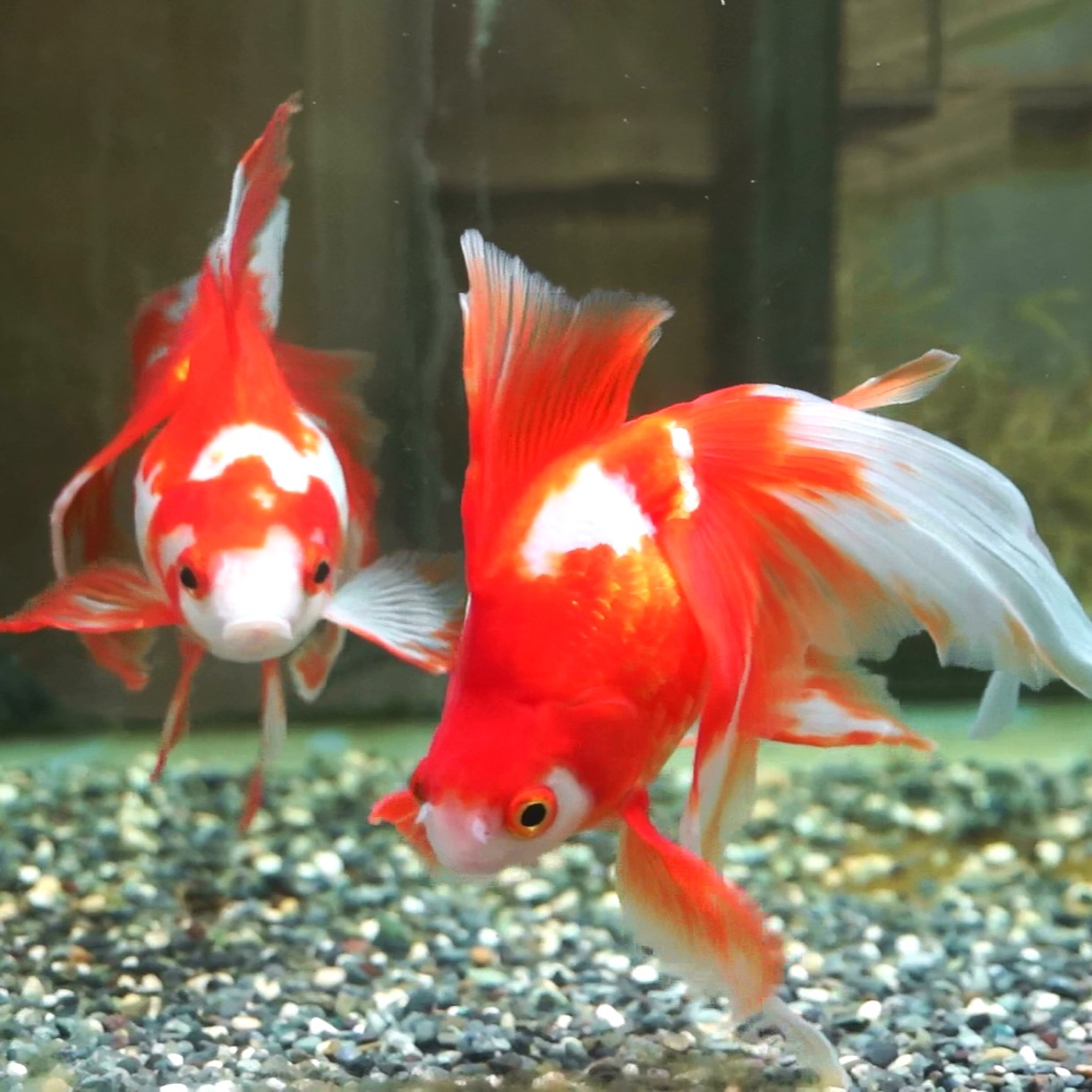 金魚の写真