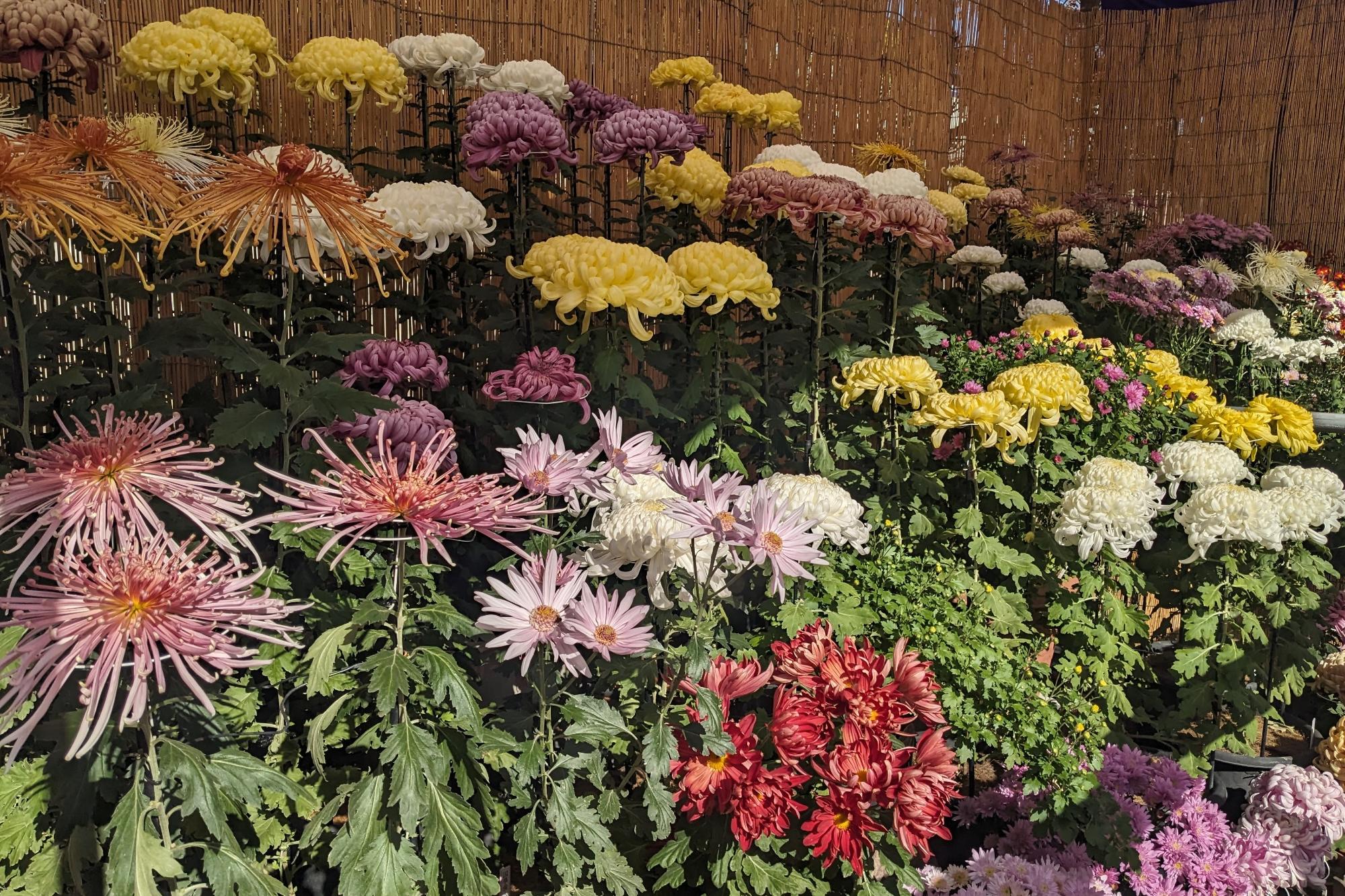 菊花作品展6