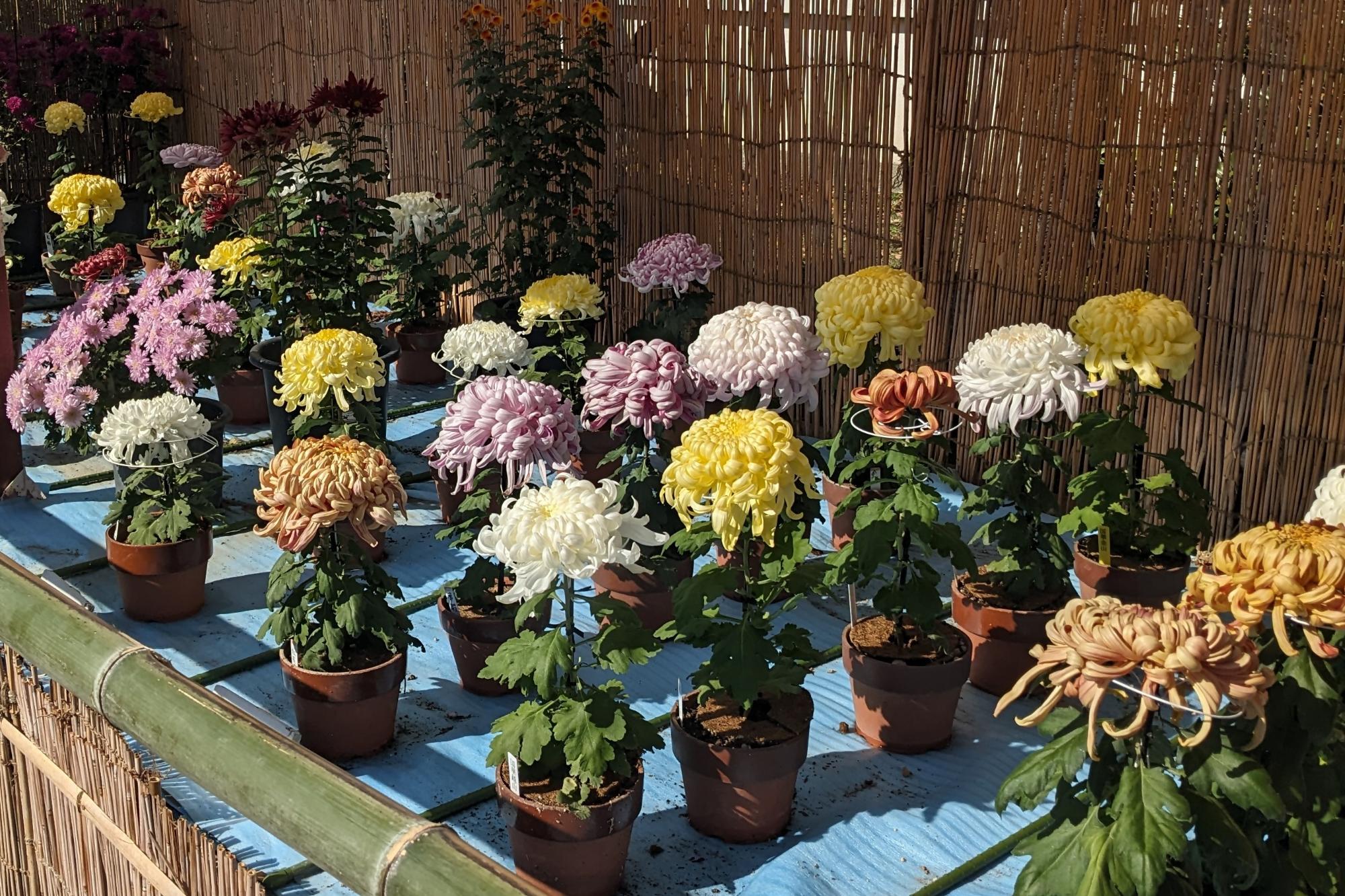 菊花作品展5