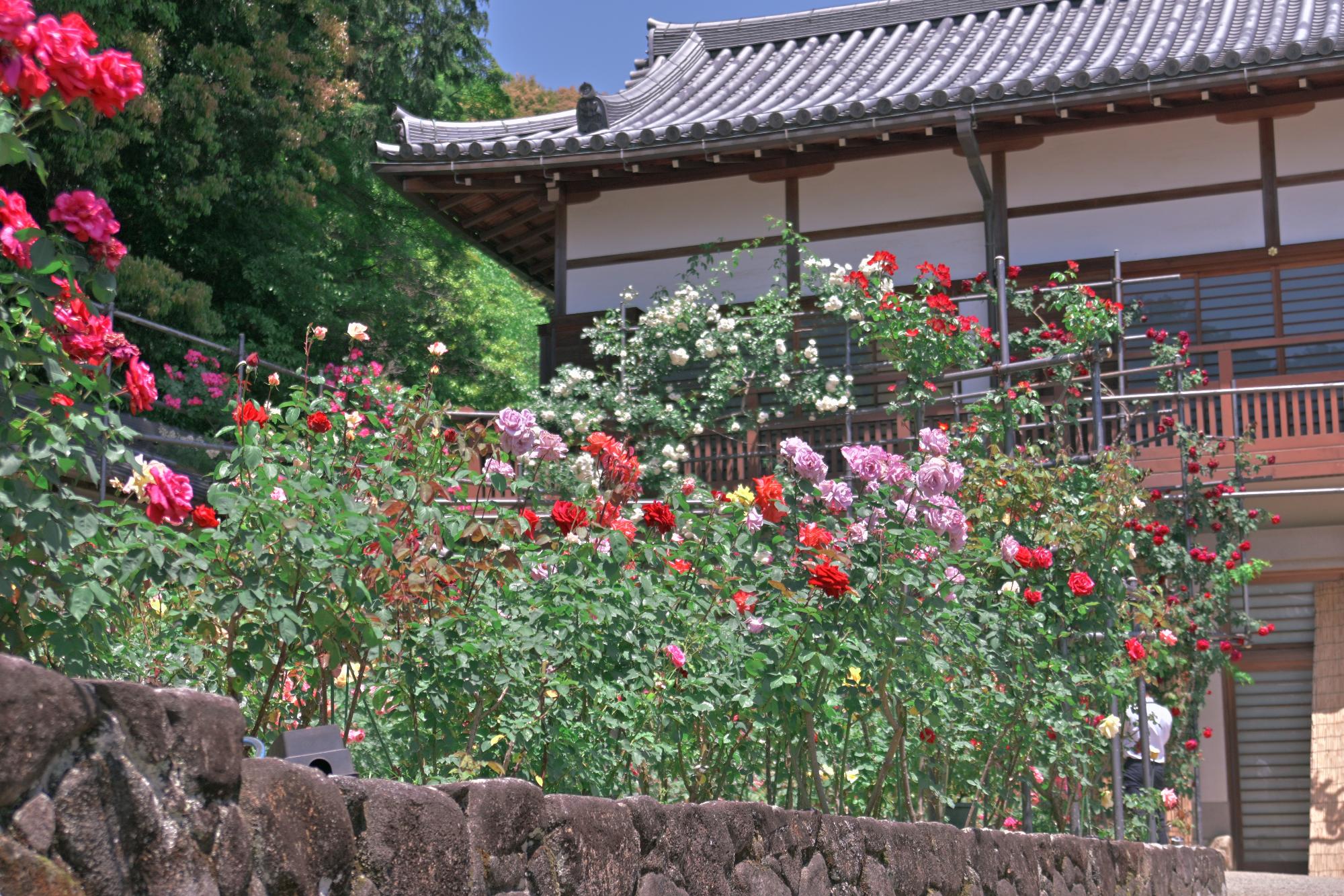 松尾寺のバラ園の様子