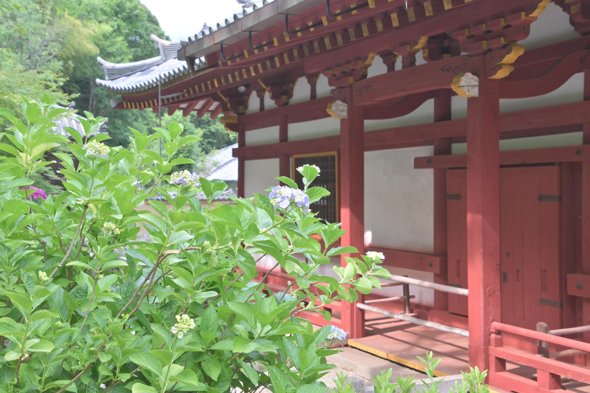 矢田寺のあじさい