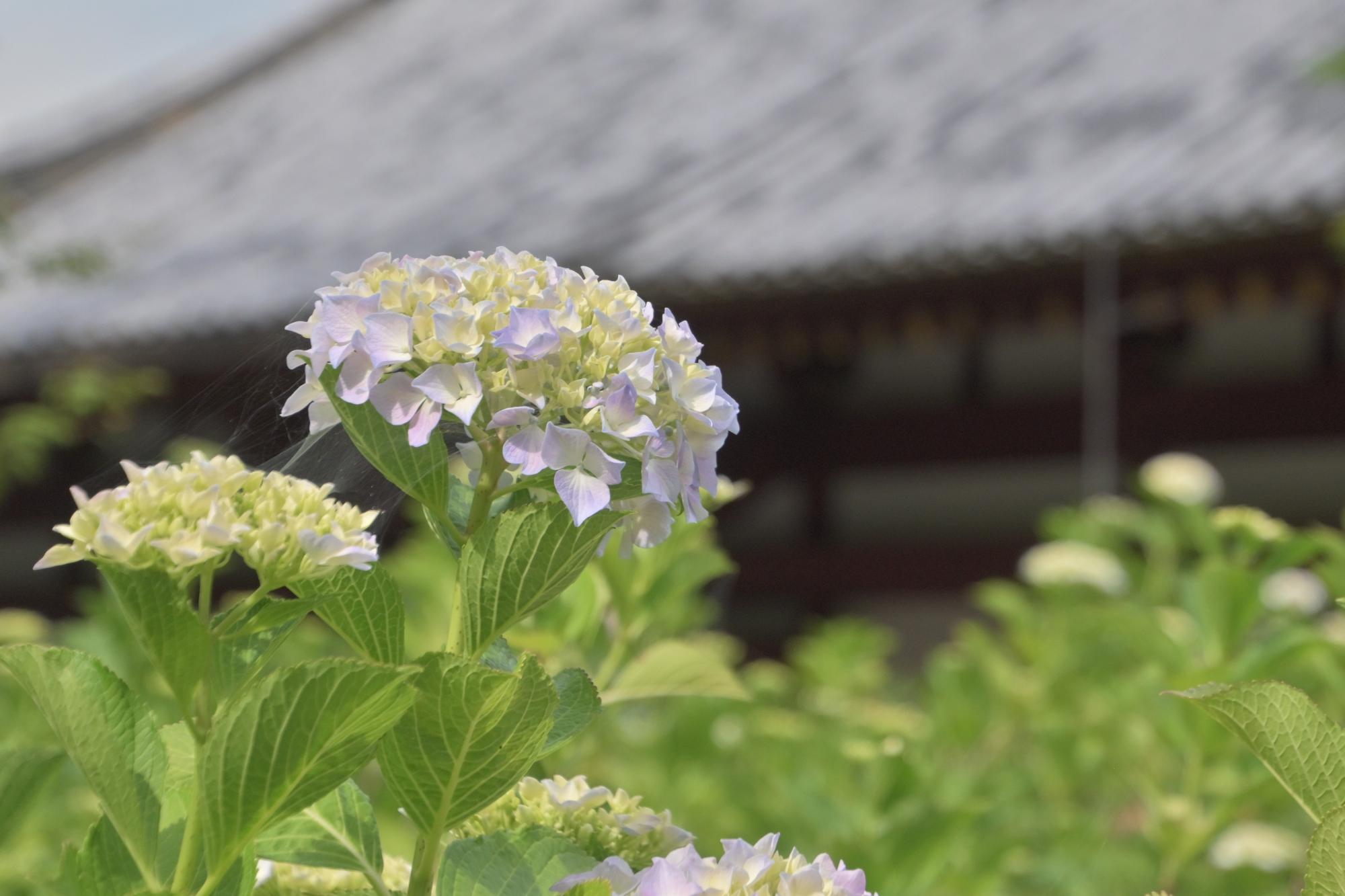 矢田寺のあじさい