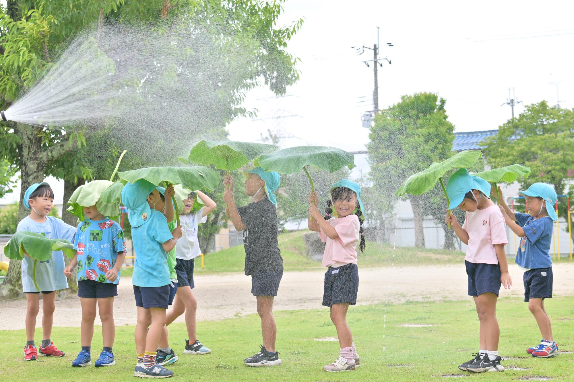 筒井幼稚園5歳児レンコンの葉っぱで水遊び