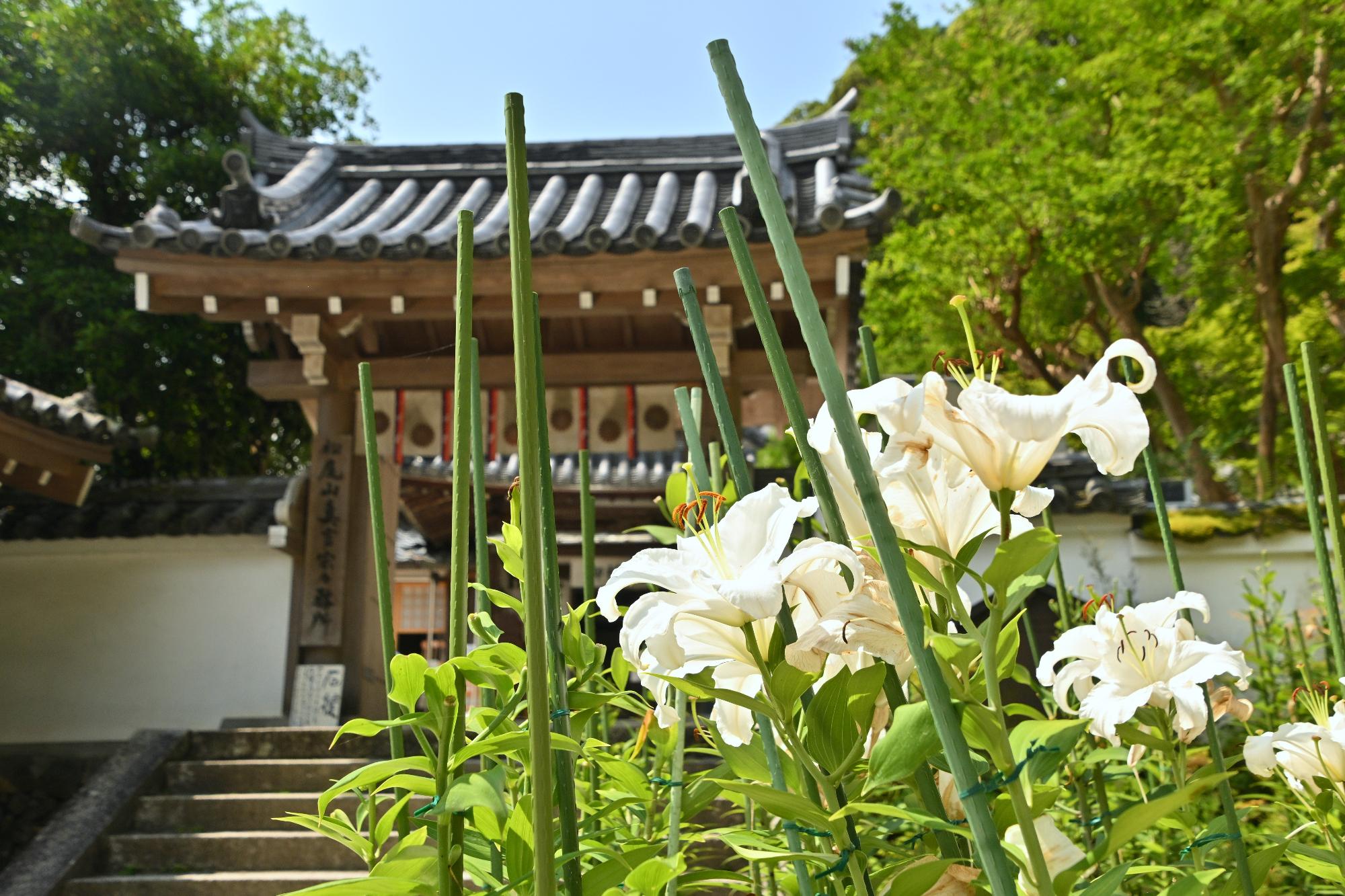 松尾寺のゆり