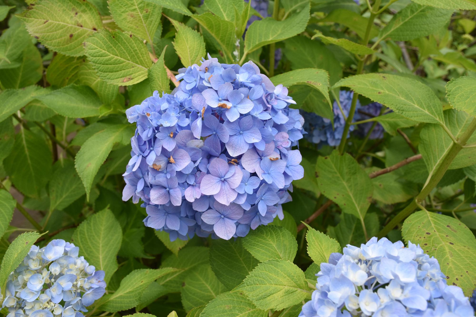 矢田寺のあじさい