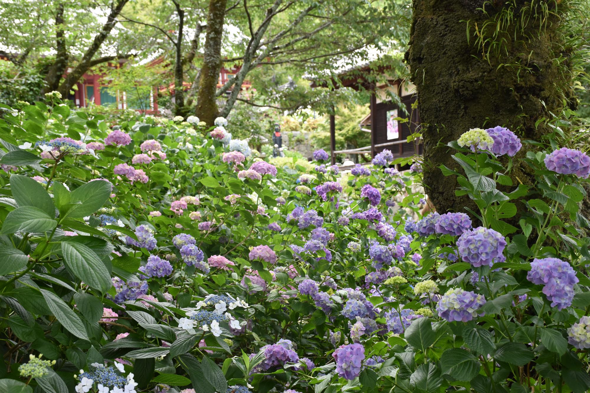 矢田寺のあじさい