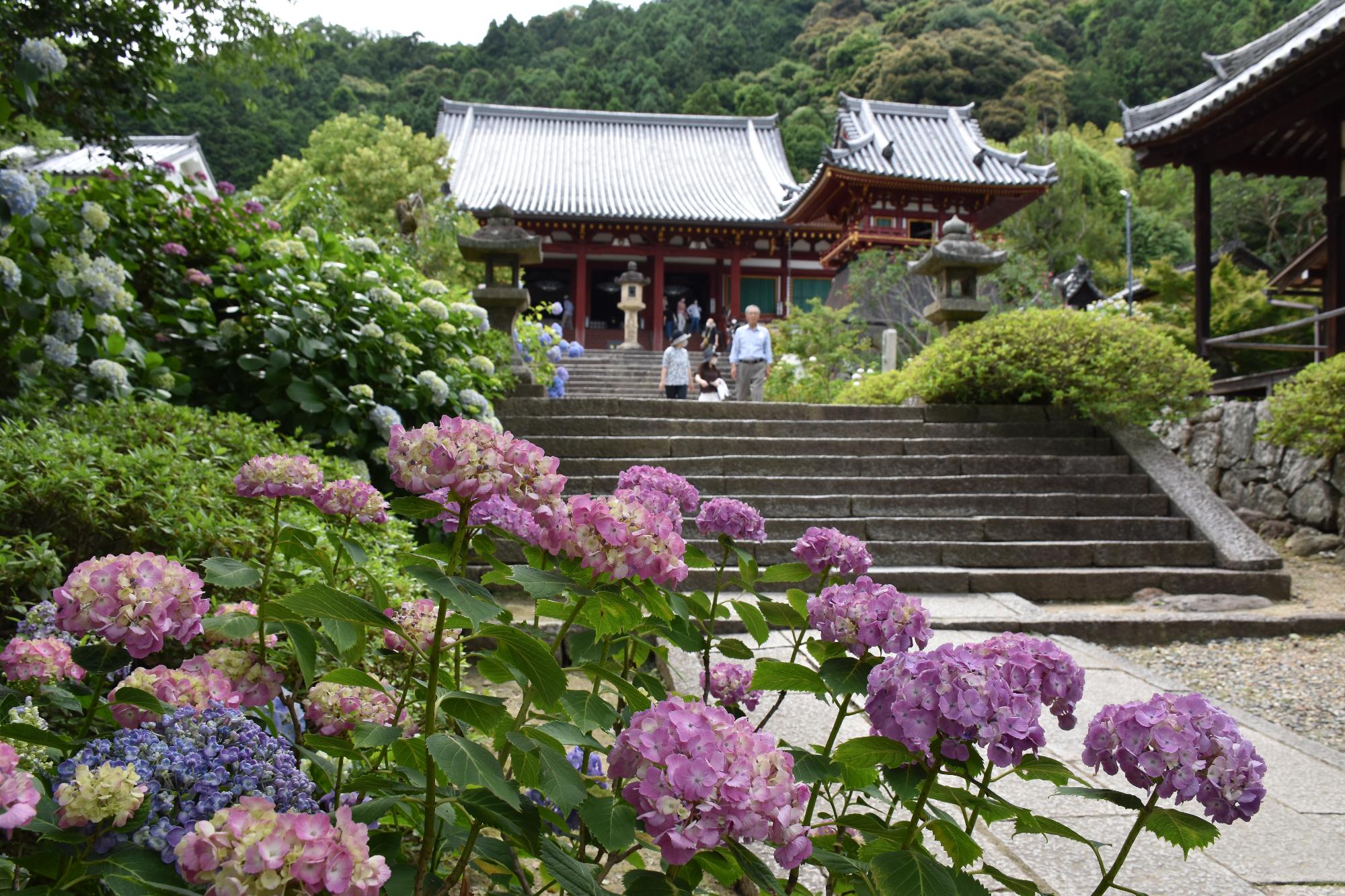 矢田寺本堂とあじさい