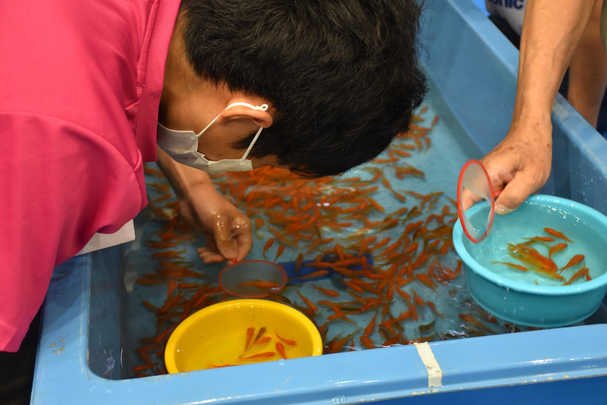 第27回全国金魚すくい選手権奈良県大会金魚すくいの様子