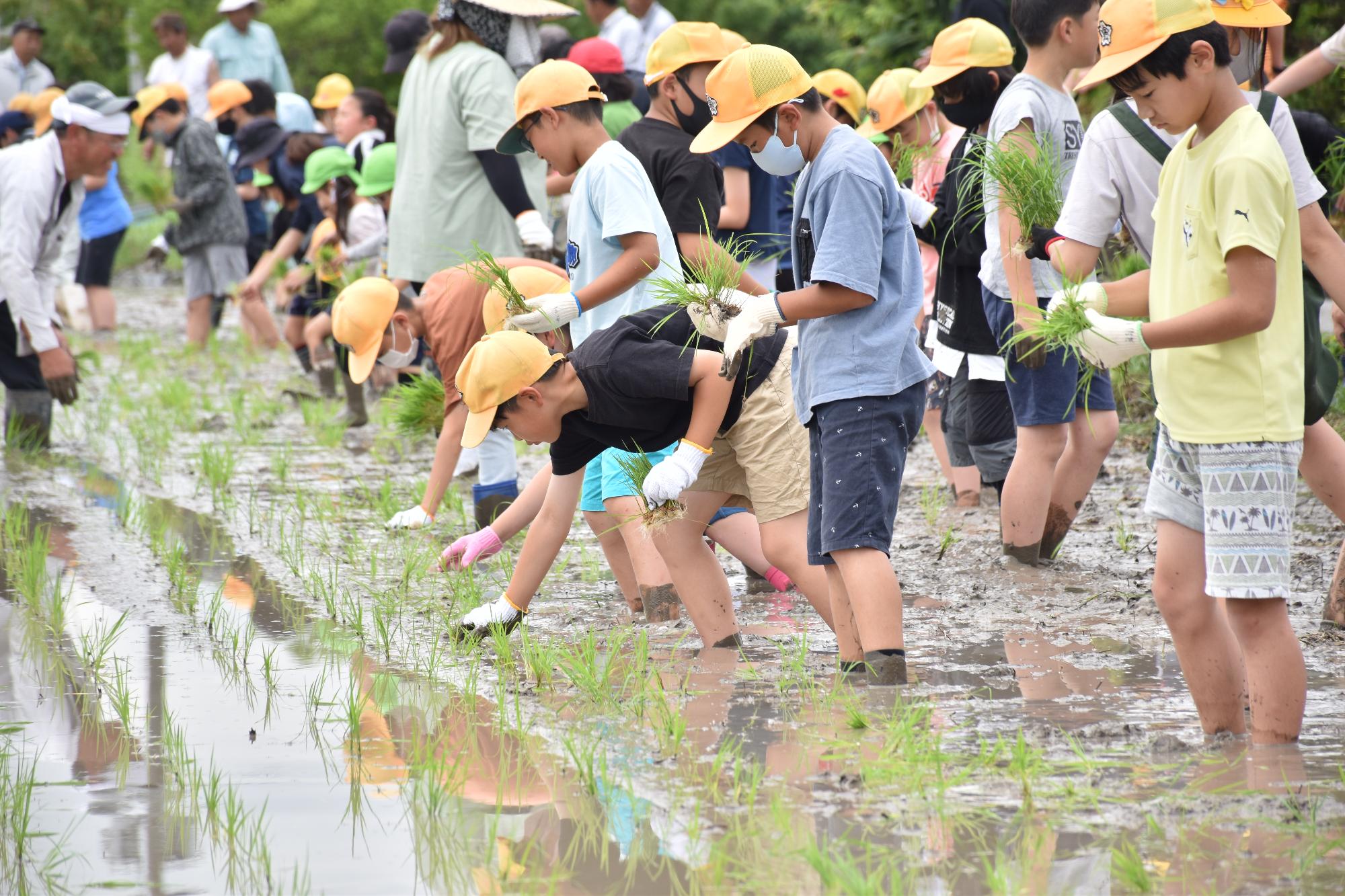 平和小学校と平和子ども園での農業体験で田植えをしている様子