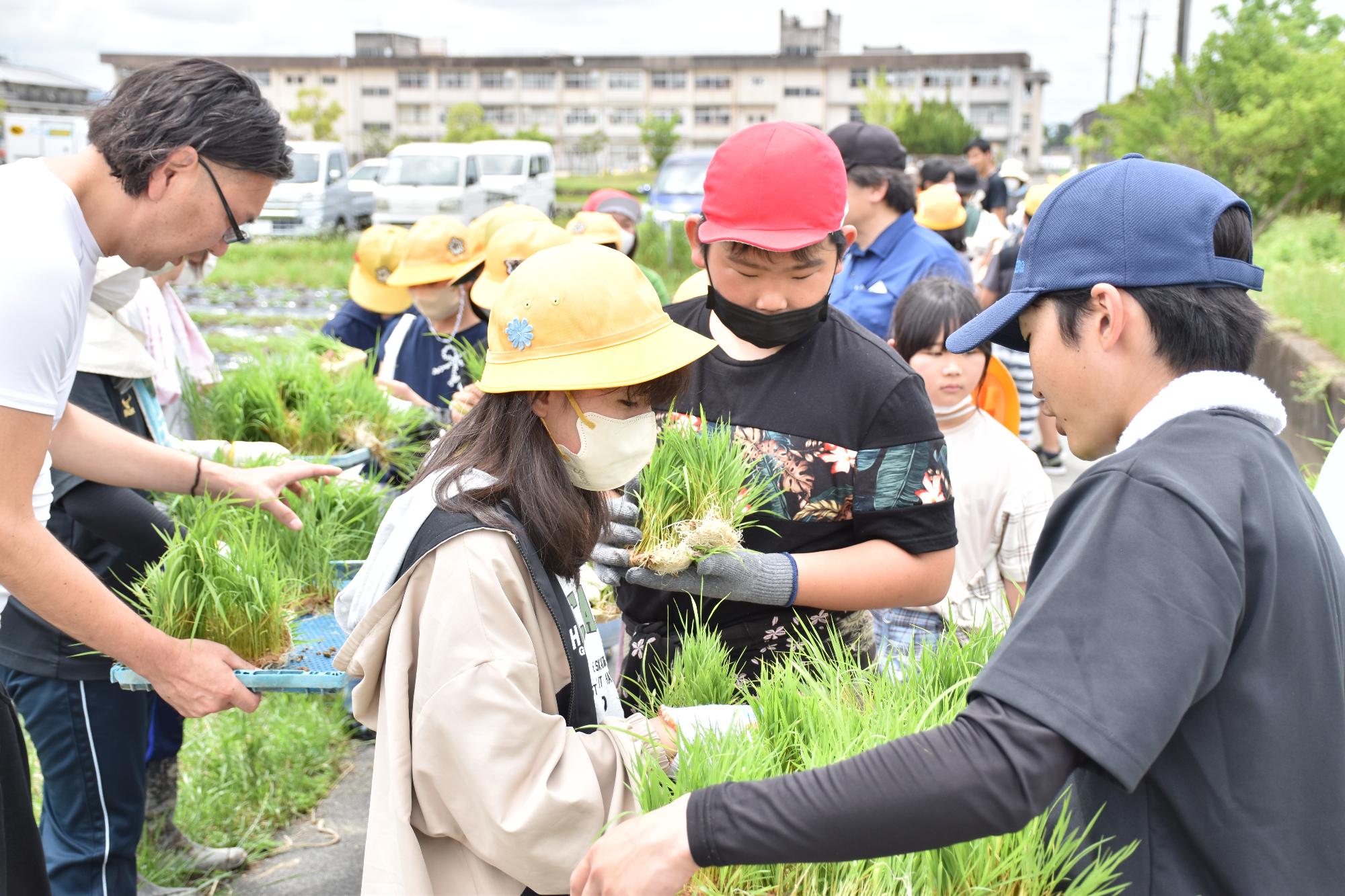 平和小学校と平和子ども園での農業体験で田植えをしている様子