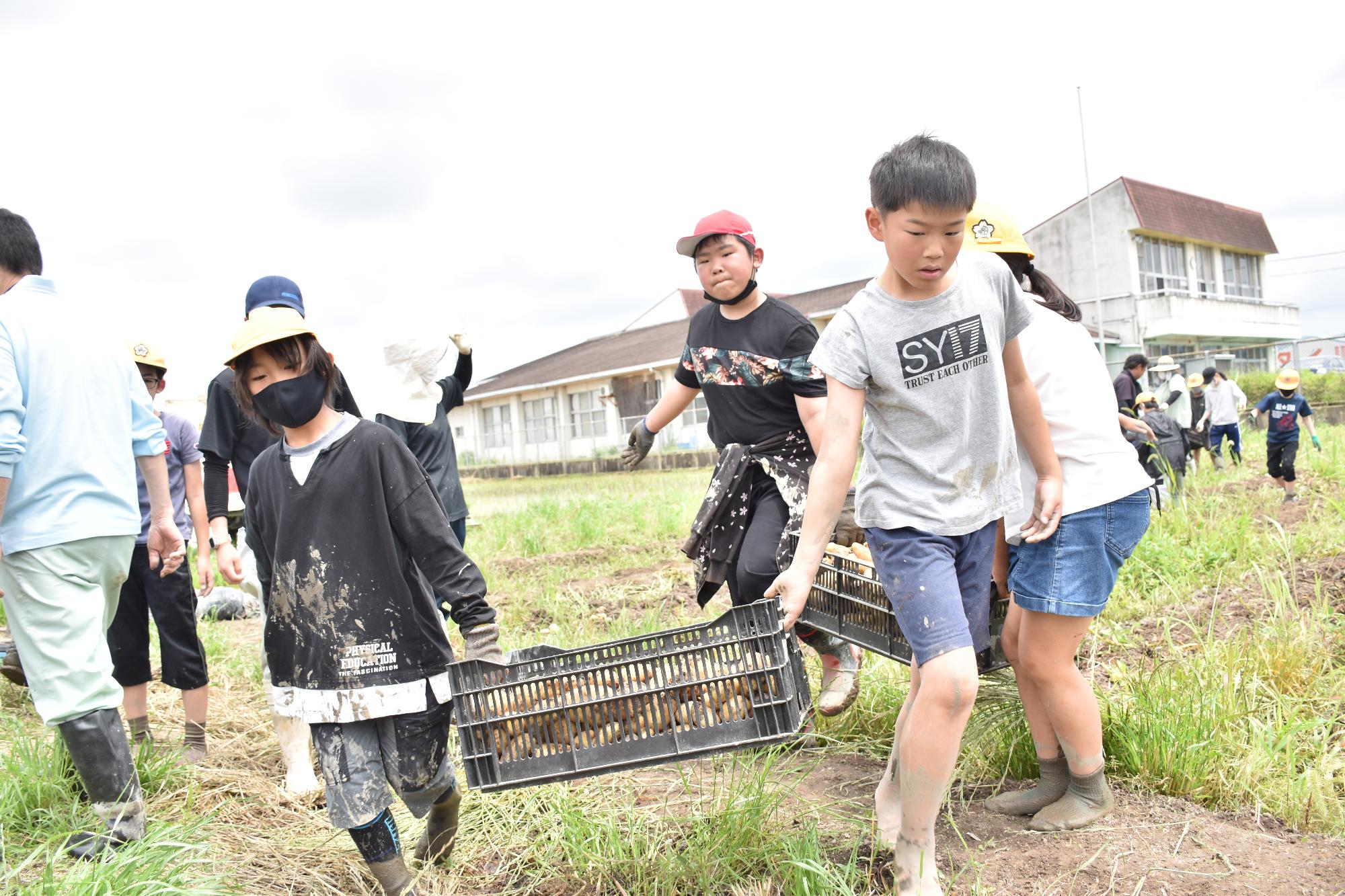 平和小学校の農業体験でジャガイモを収穫している様子