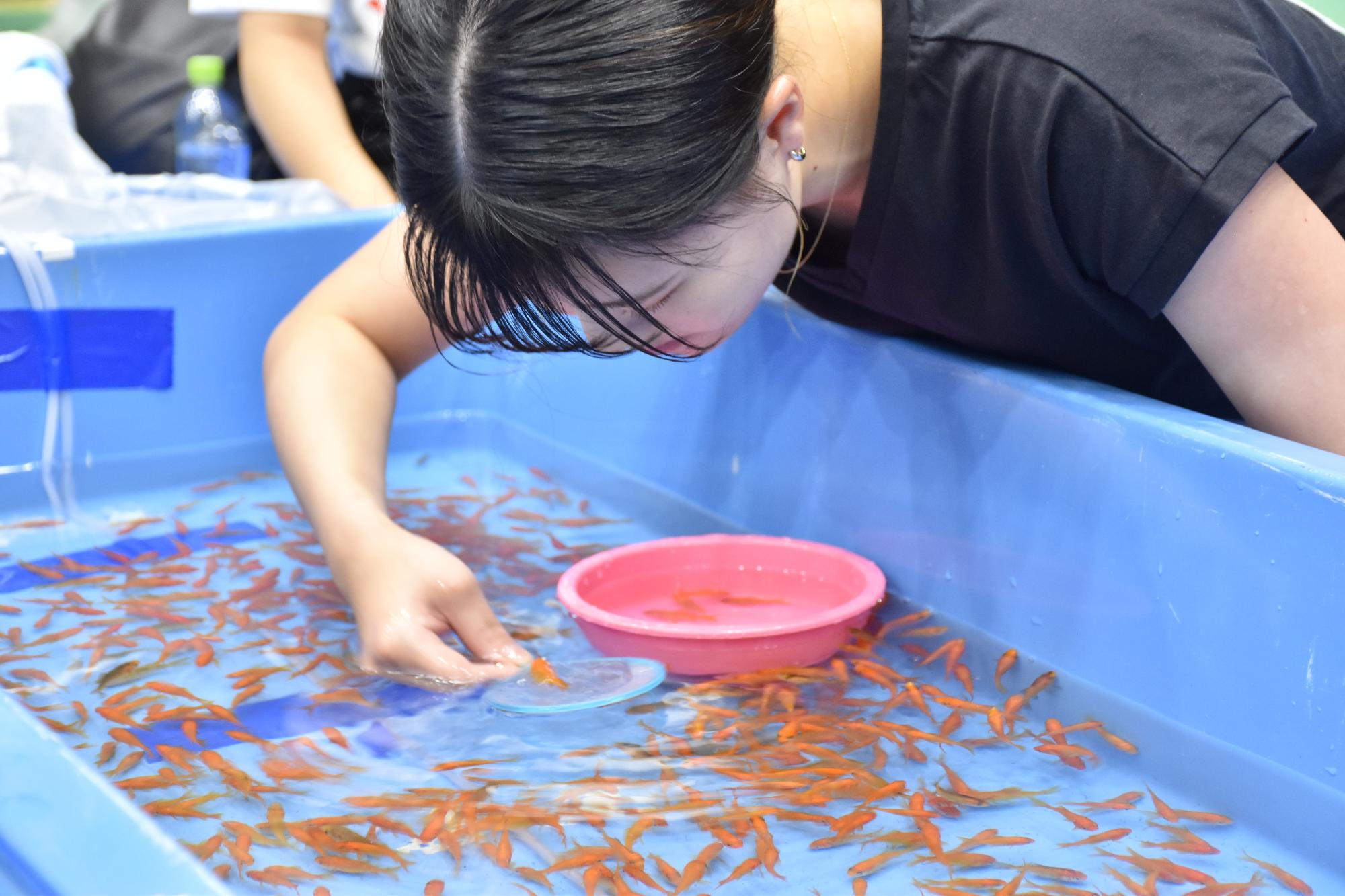 第28回全国金魚すくい選手権奈良県予選大会で選手が金魚をすくう様子