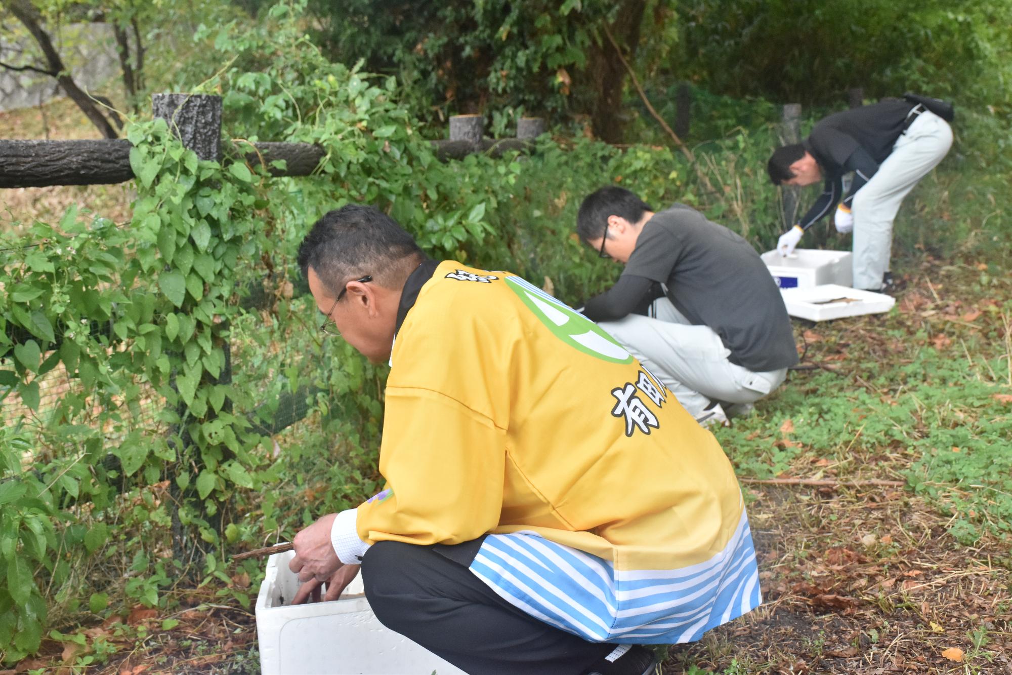 有田川町から贈られた鈴虫を放す様子