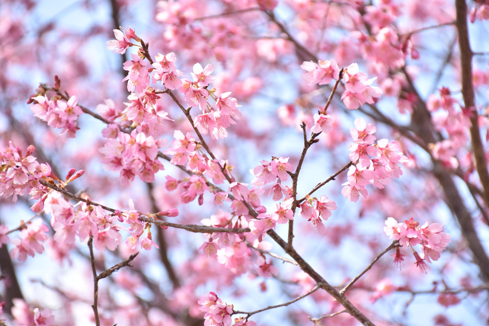 鷺池のほとりに咲いたおかめ桜