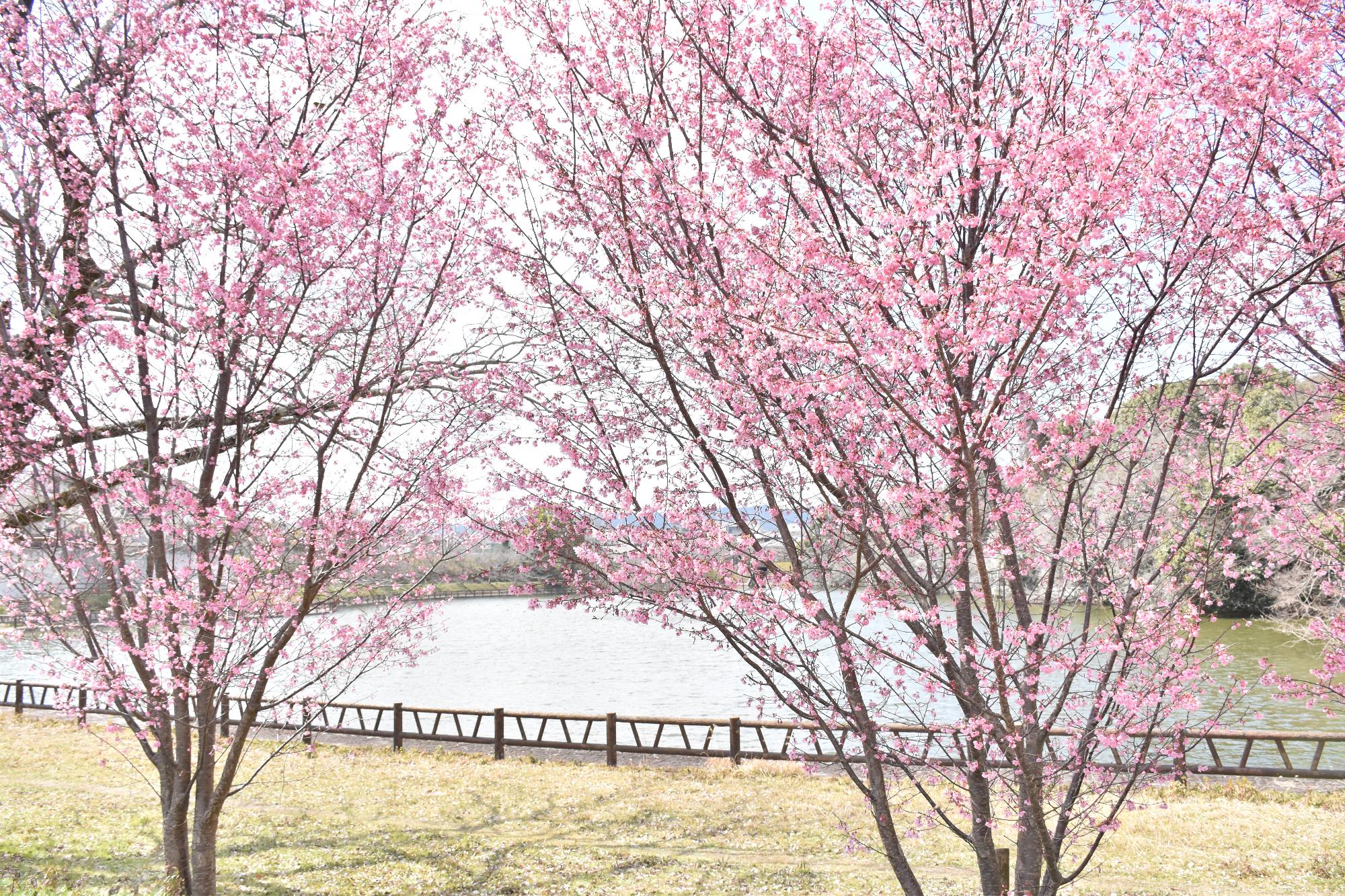 鷺池のほとりに咲いたおかめ桜