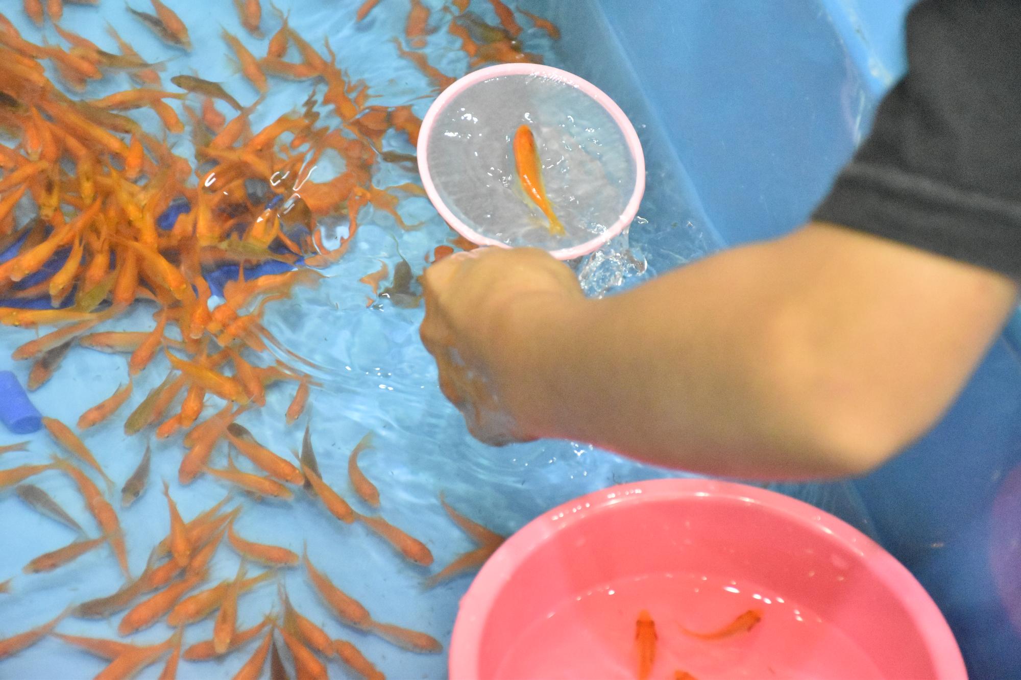 全国金魚すくい選手権大会 奈良県予選大会にて、金魚をポイで救う様子