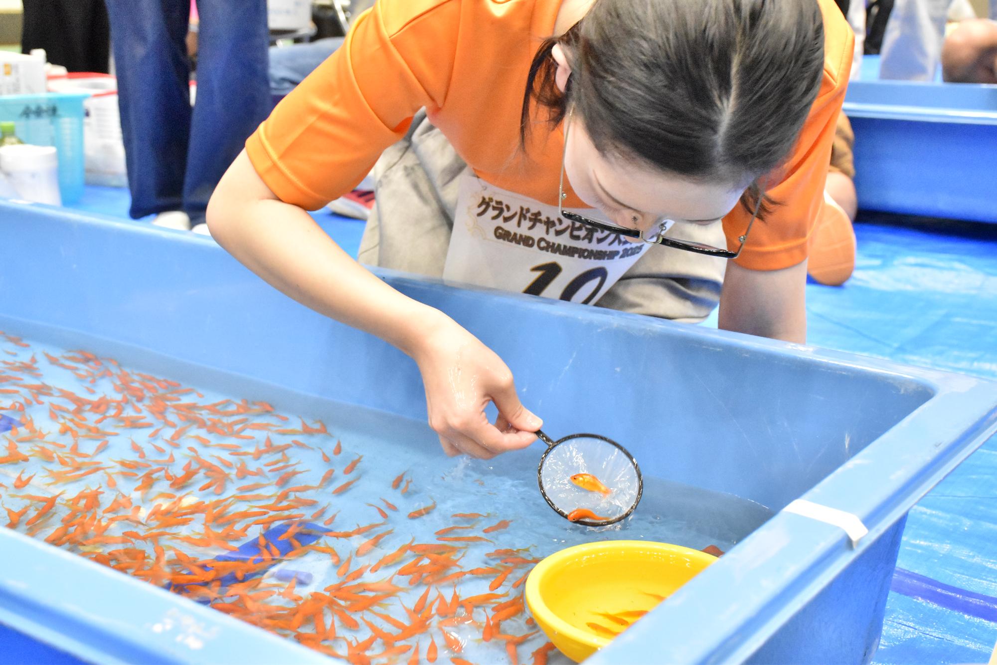 第30回全国金魚すくい選手権大会 グランドチャンピオンシップで金魚をすくう参加者