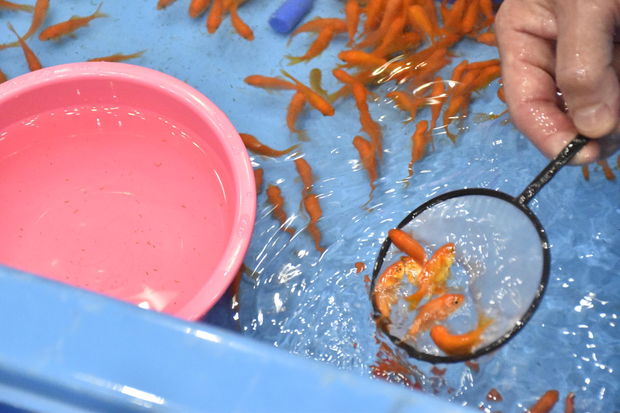 第30回全国金魚すくい選手権大会 大量の金魚をすくう様子