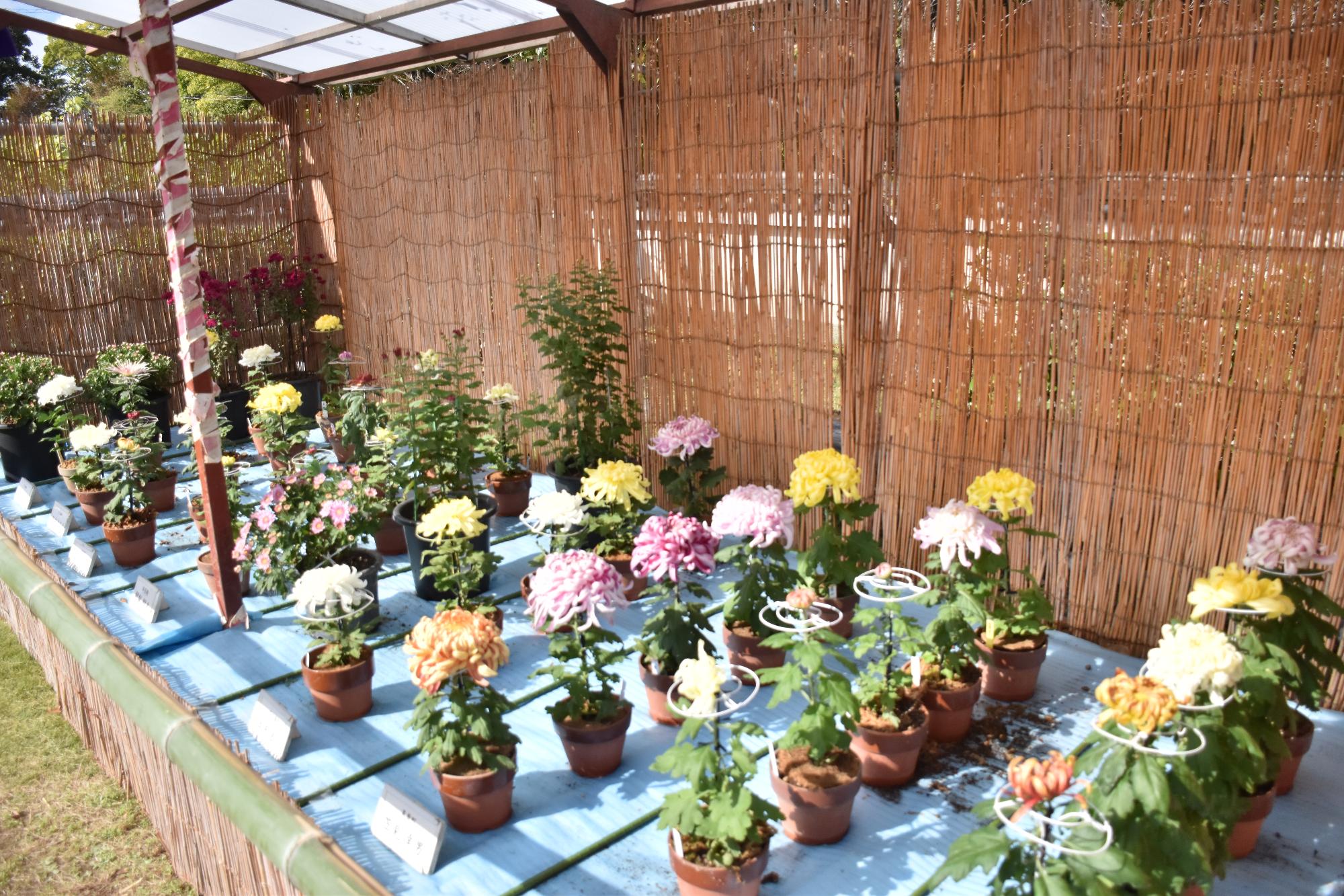 市民菊花作品展で並ぶ色とりどりの菊