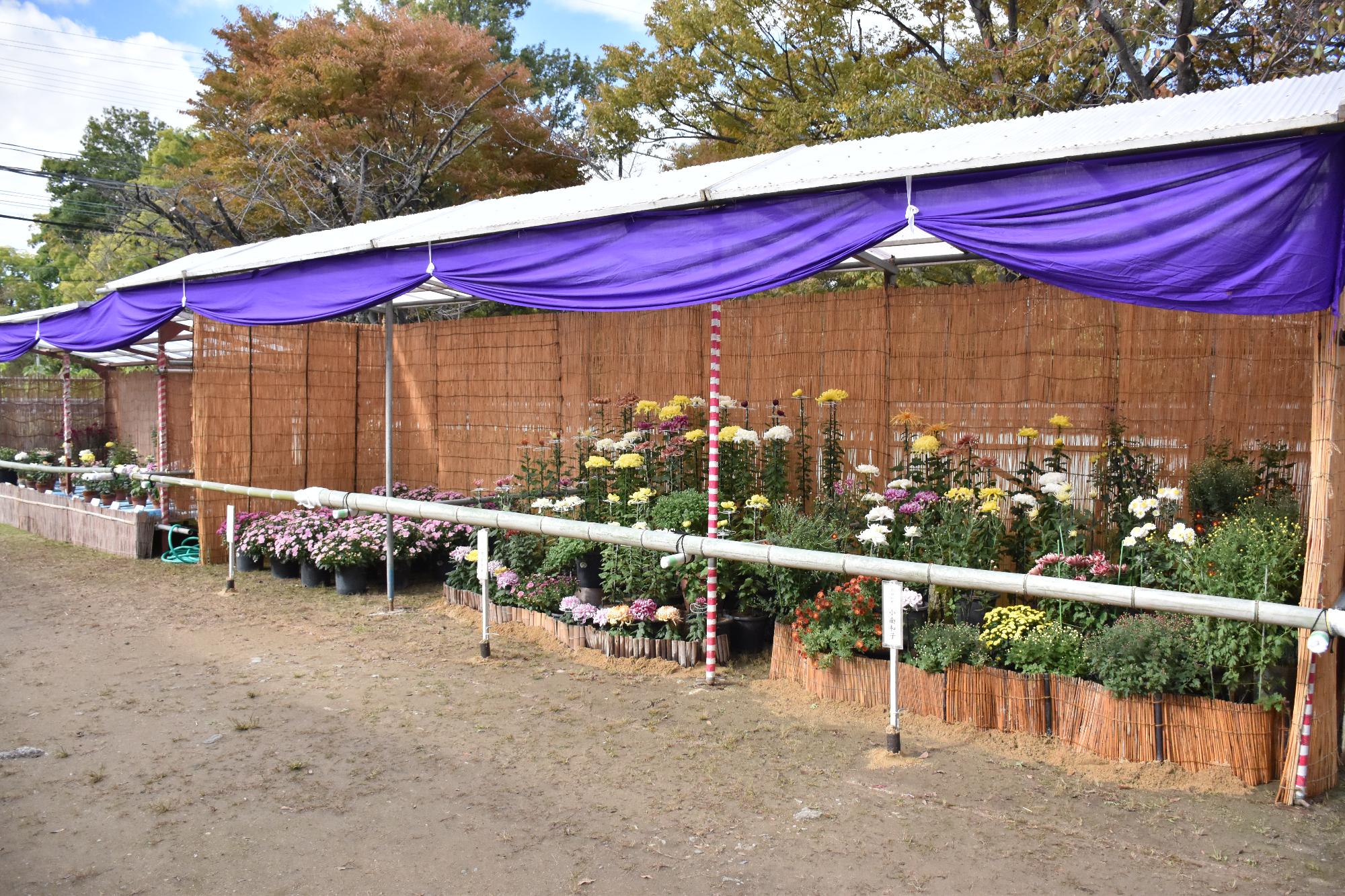 市民菊花展の会場の様子