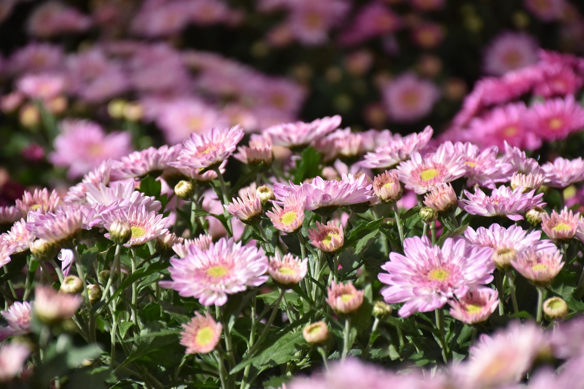 市民菊花作品展で出品された菊