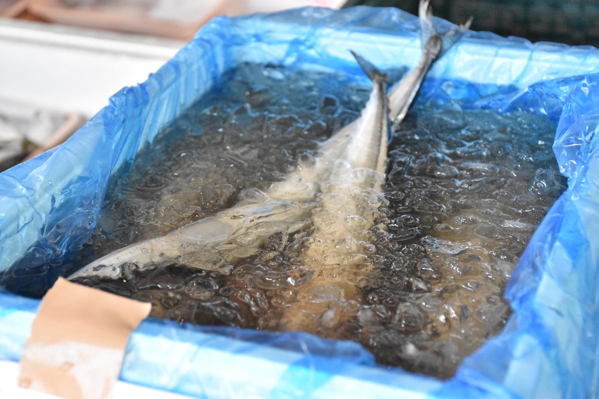 移動販売で売られていたサンマ