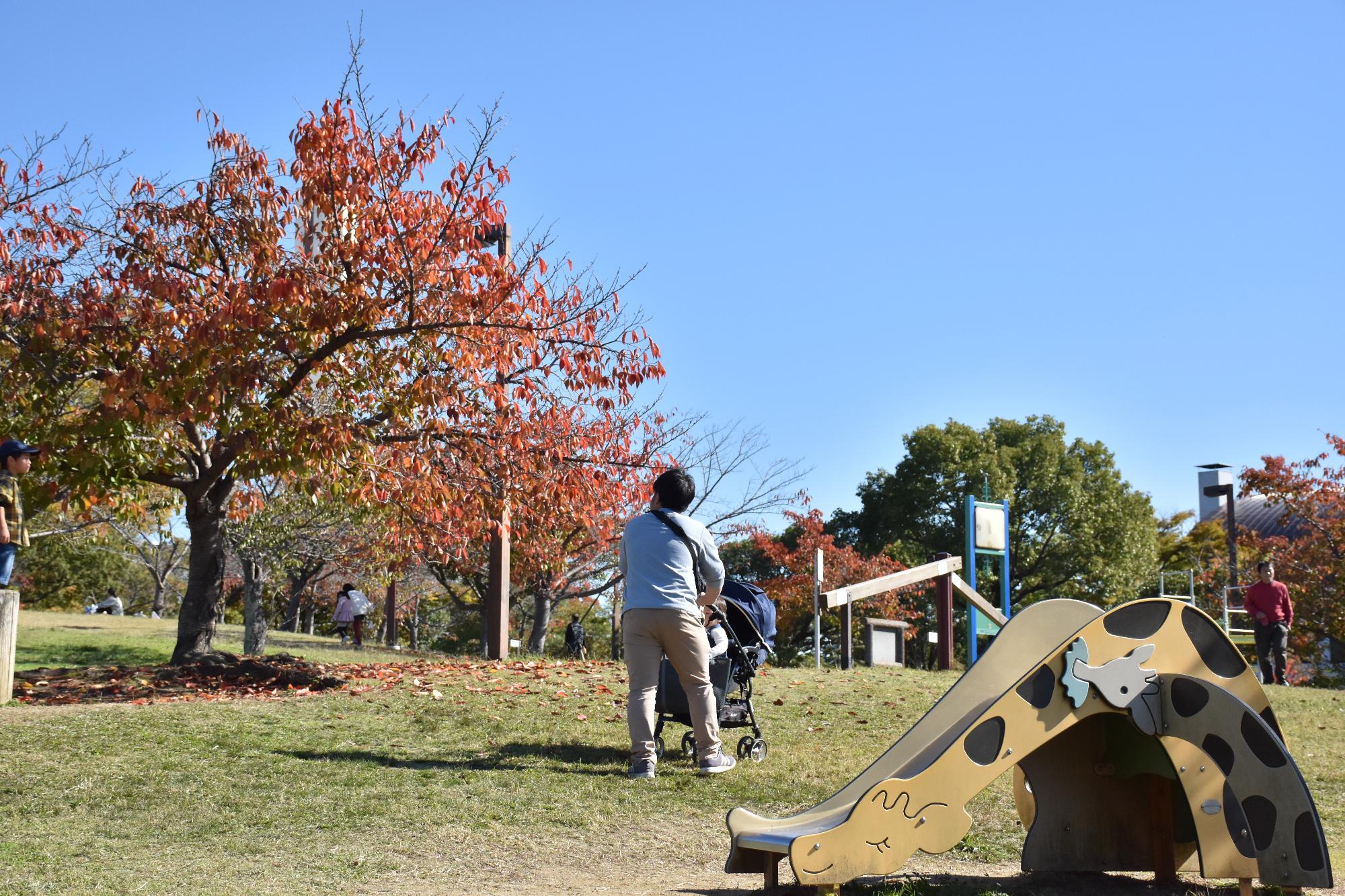 九条公園内、雲ひとつない青空と赤く色づく紅葉