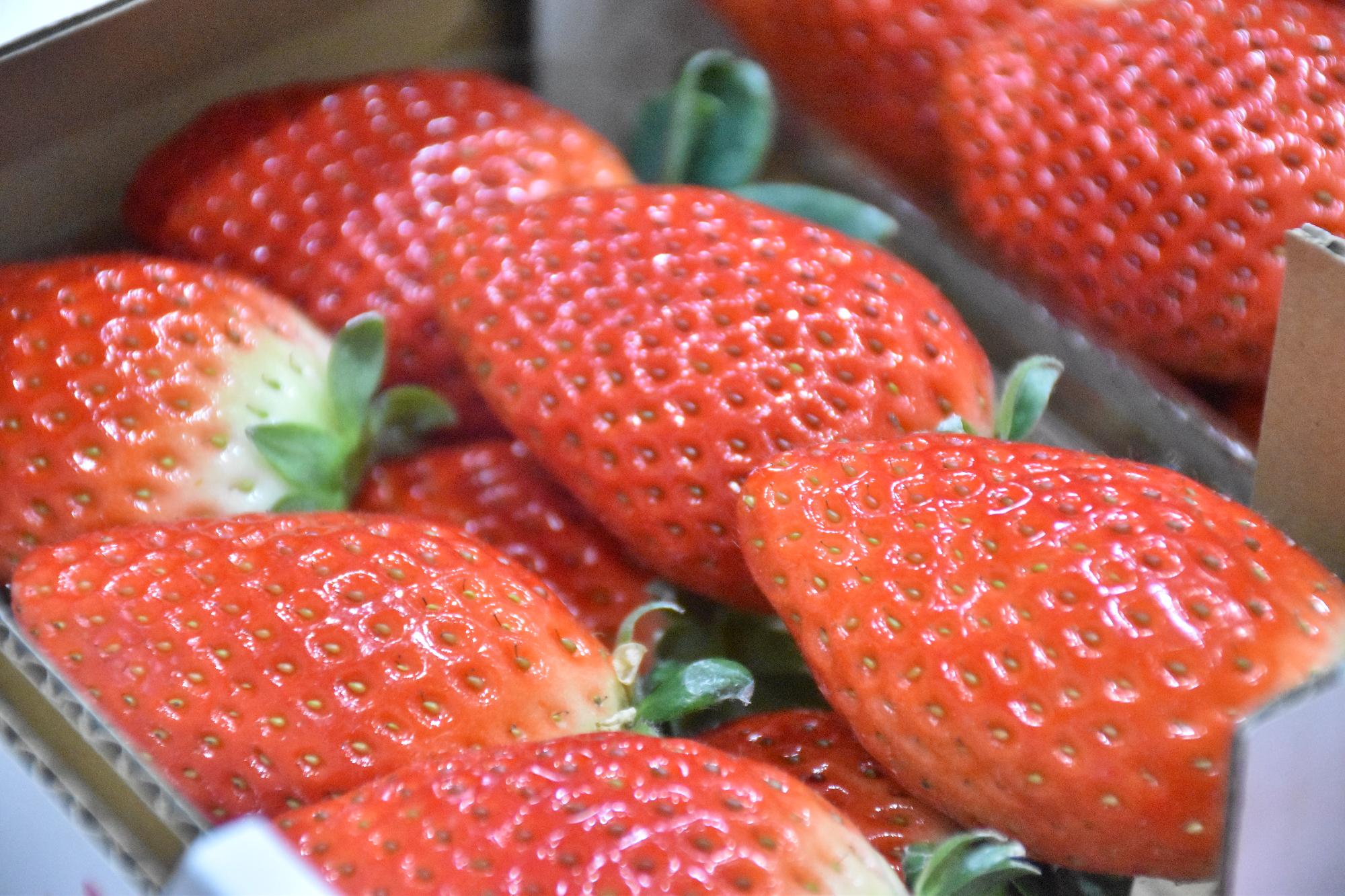 イチゴ果実品評会