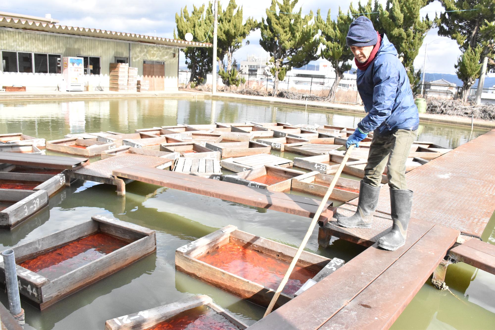 金魚の初せりで会場に金魚の入った箱を流していく様子
