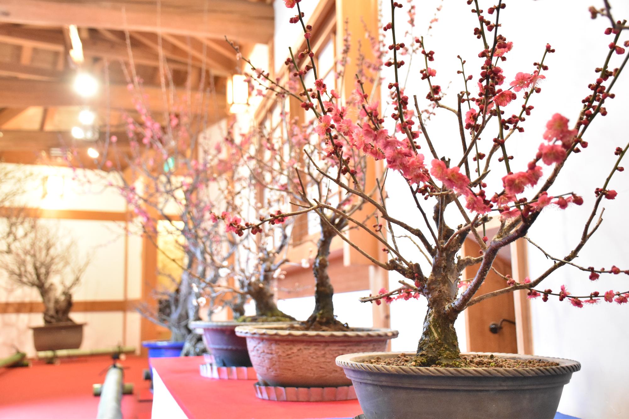 第23回大和郡山盆梅展