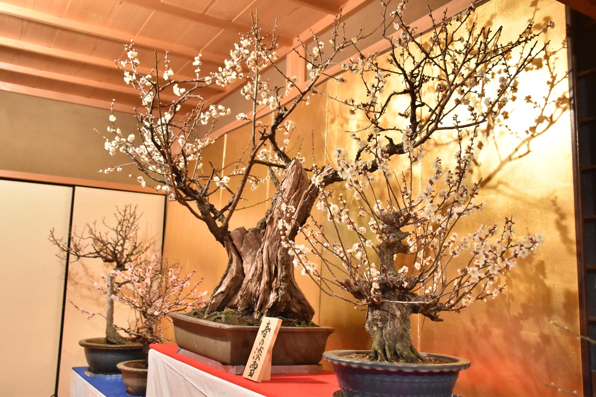 第23回大和郡山盆梅展