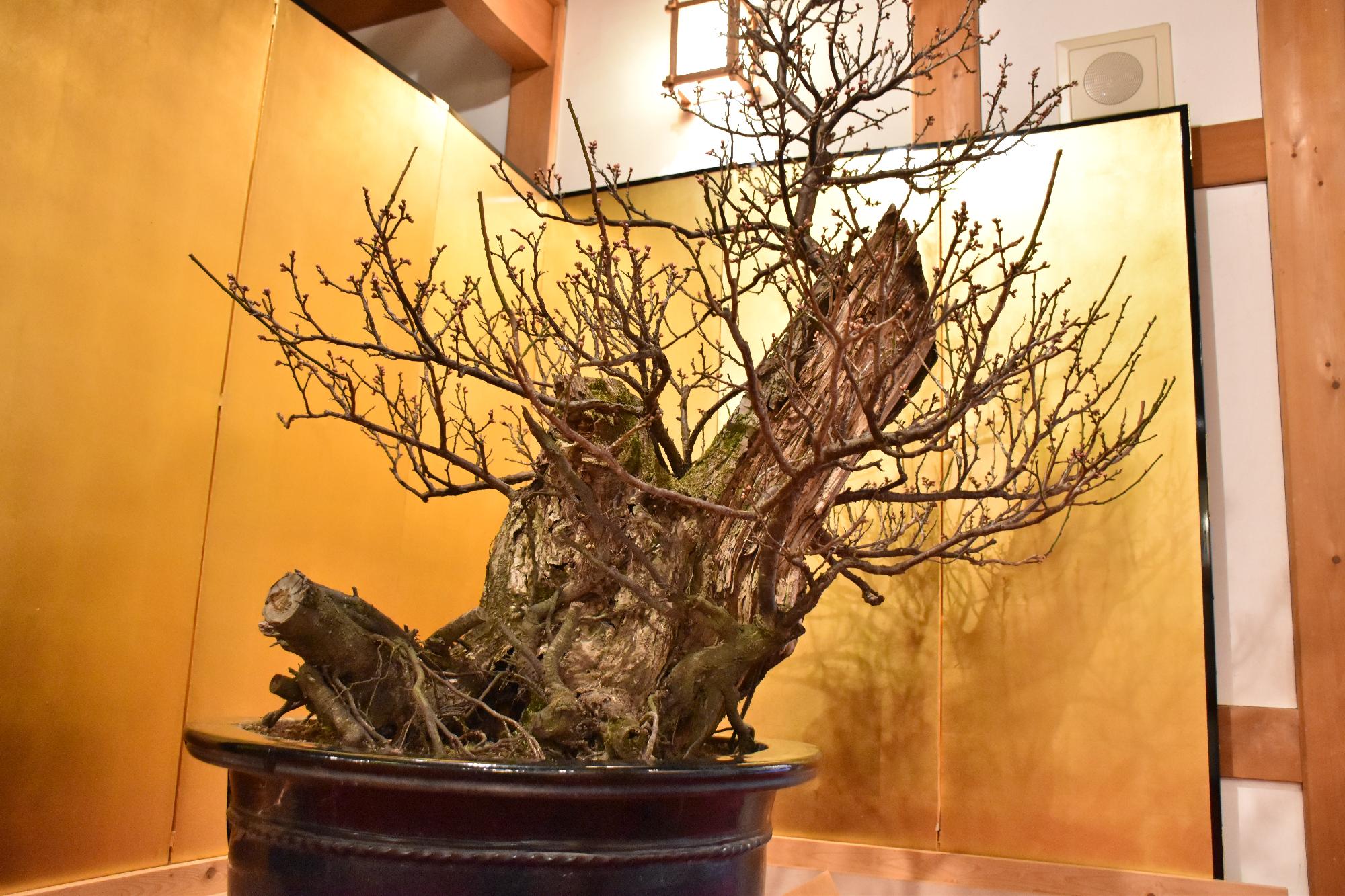 第23回大和郡山盆梅展