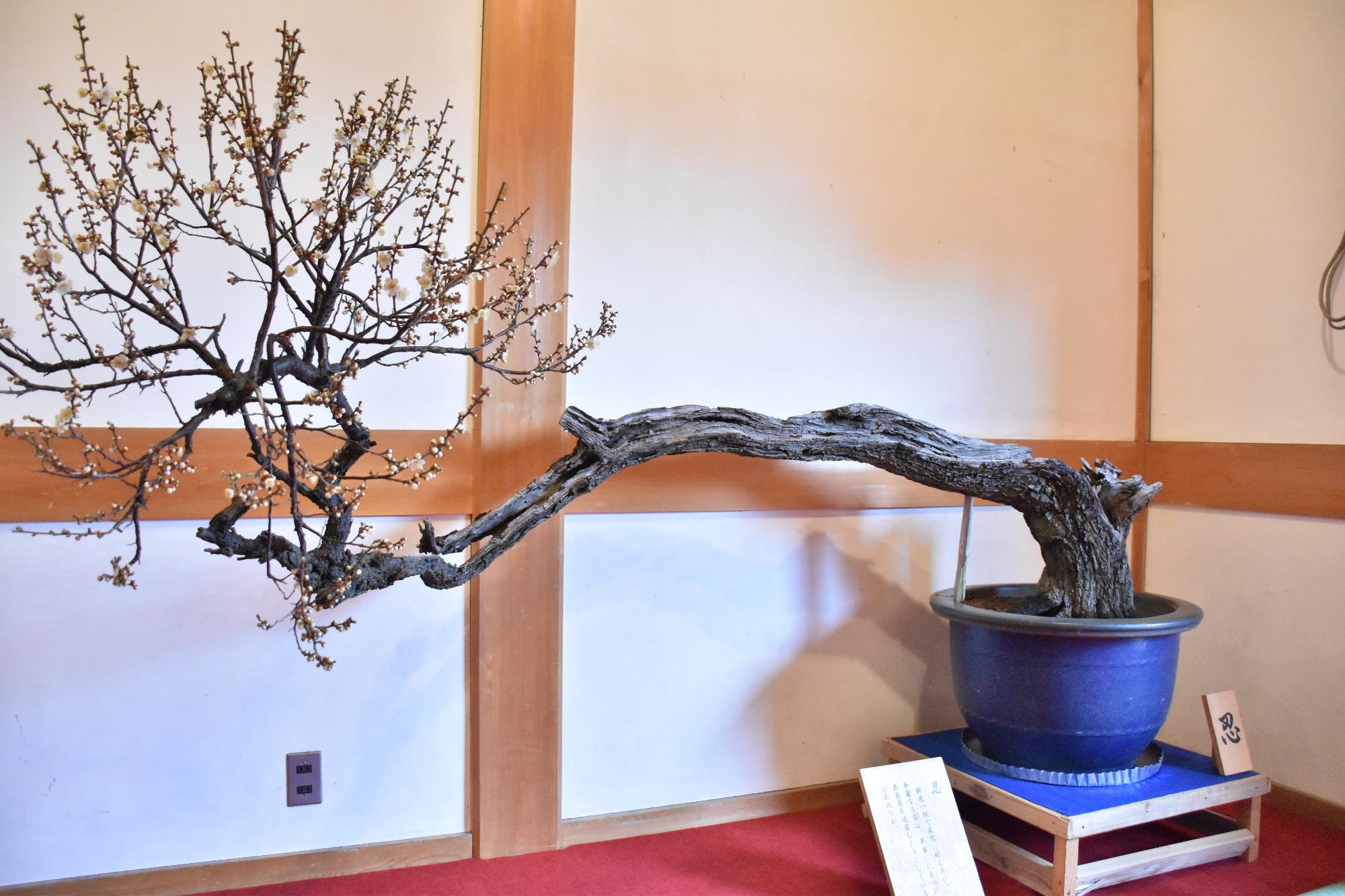 第23回大和郡山盆梅展