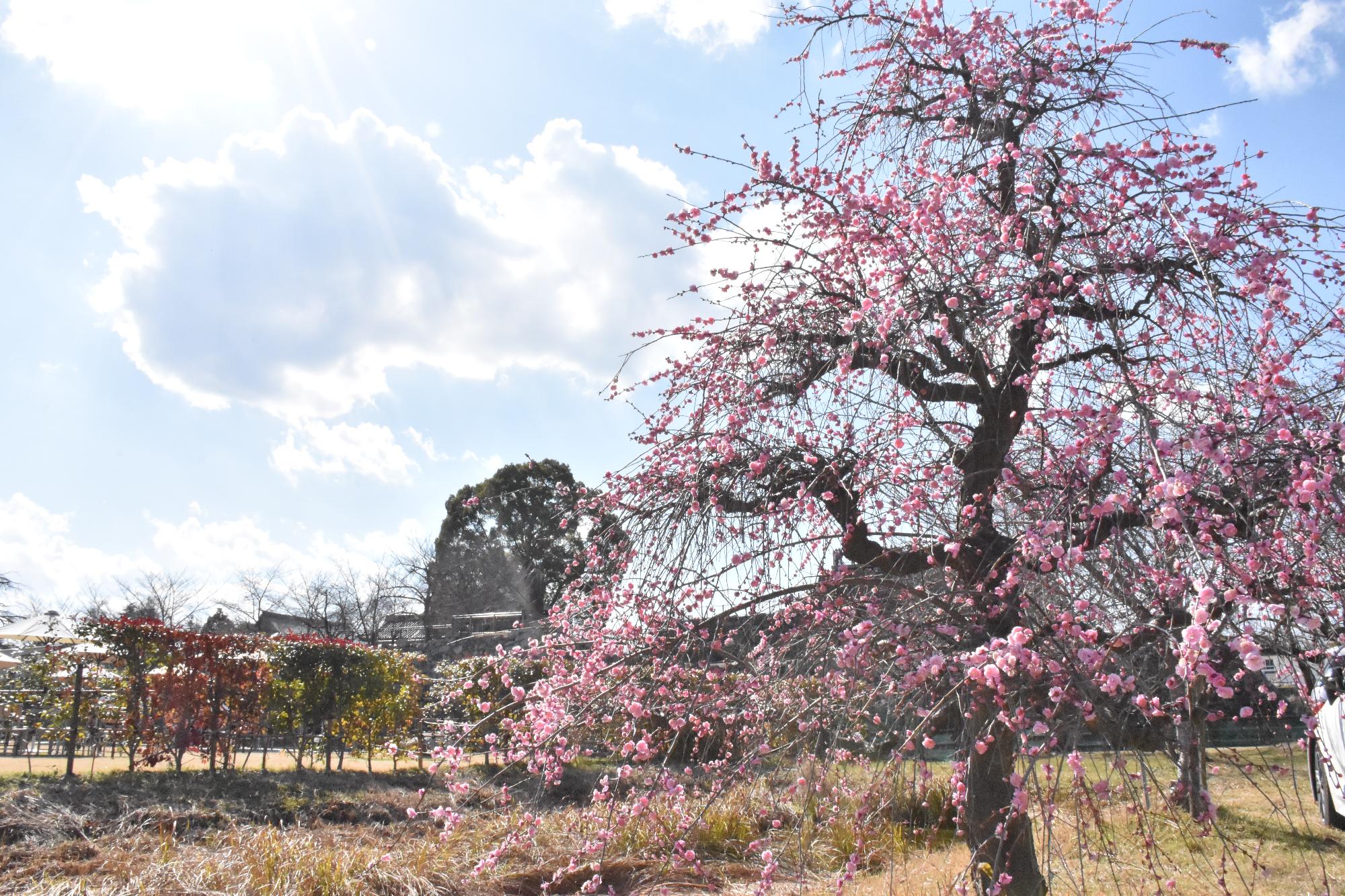 第23回盆梅展 満開となった梅林の梅
