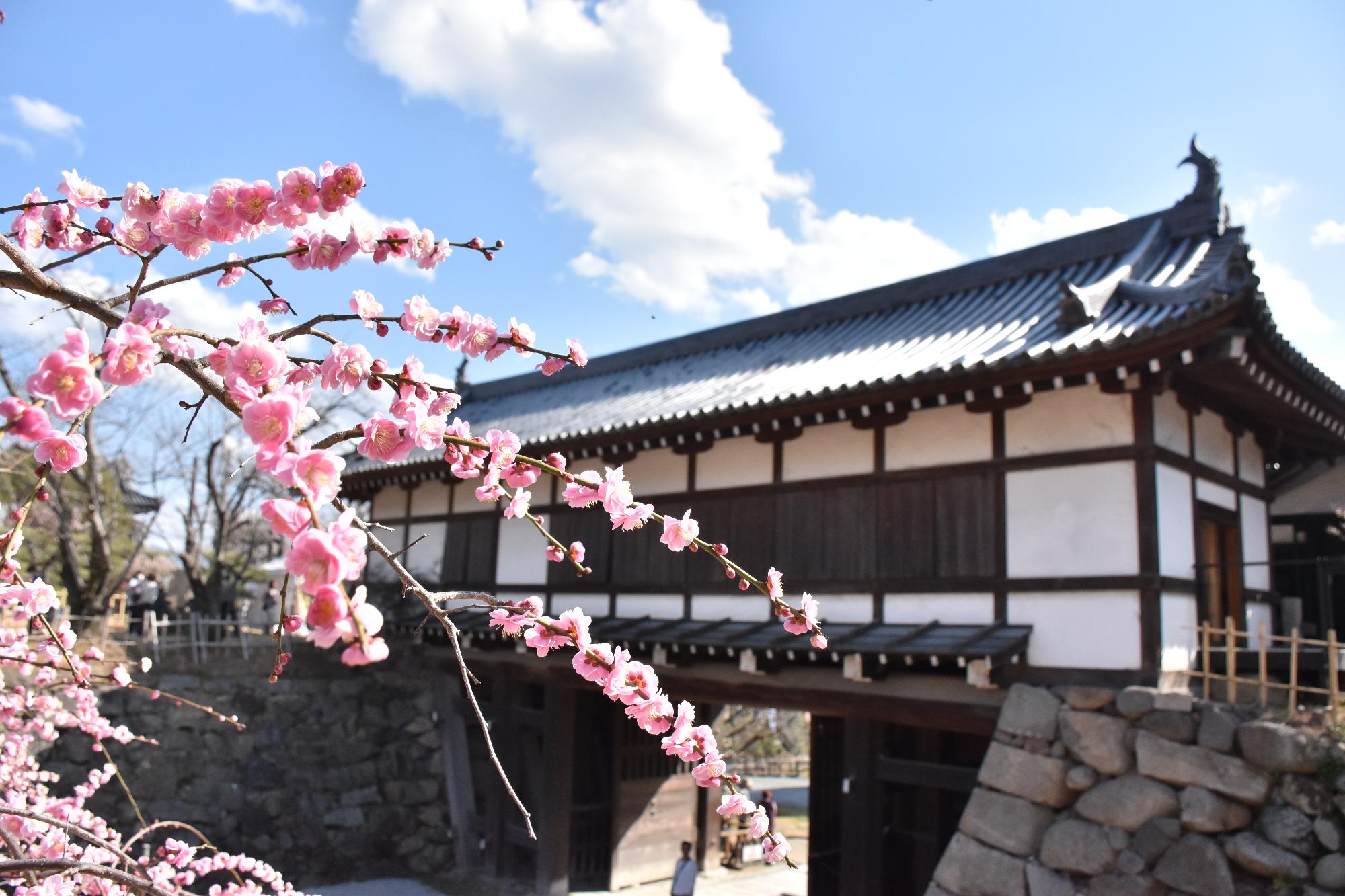 第23回盆梅展 満開となった梅と追手門