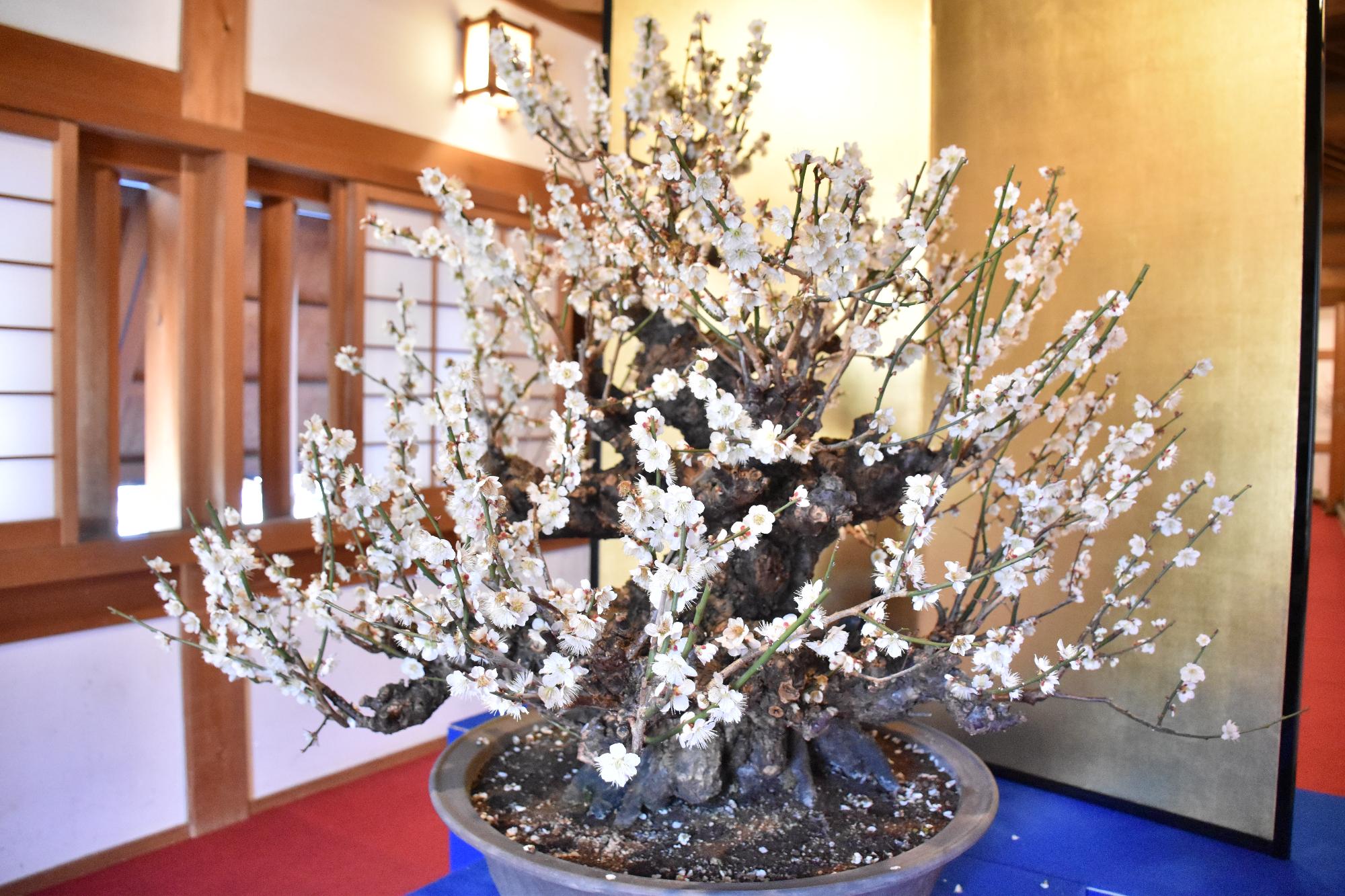 第23回盆梅展 満開となった櫓の中の白い梅