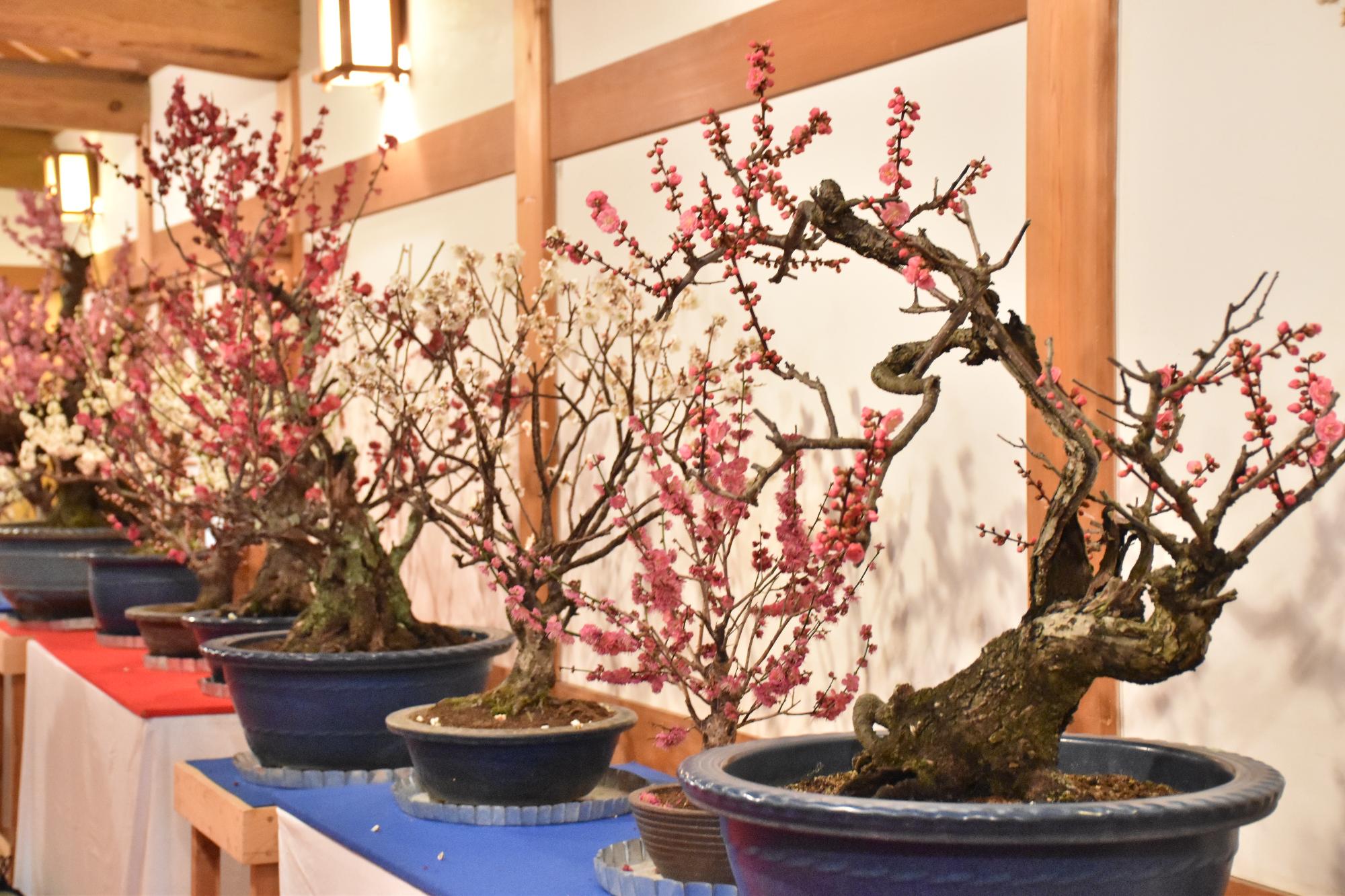 第23回盆梅展 満開となった櫓の中の梅