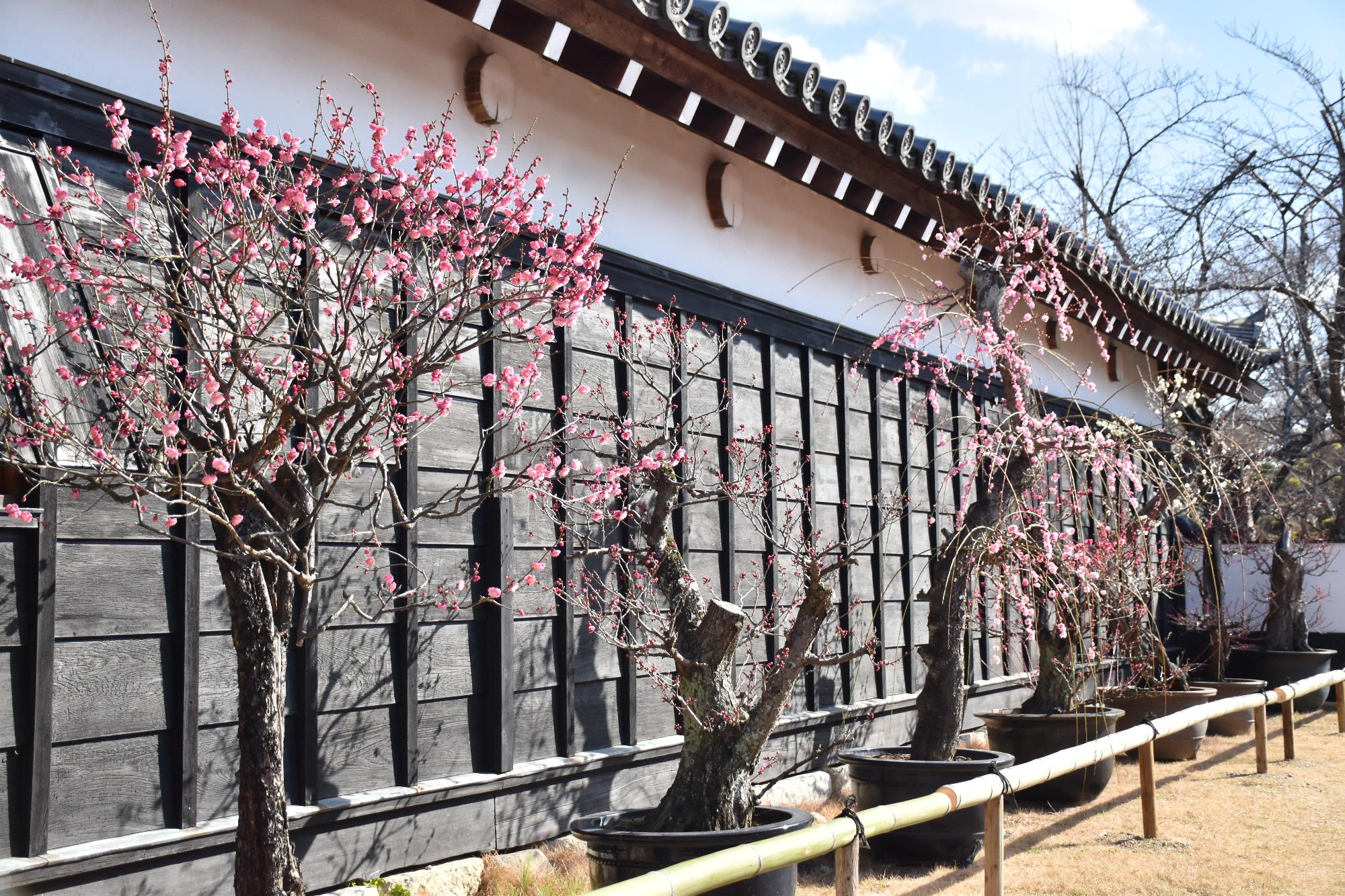 第23回盆梅展 満開となった櫓の外の梅