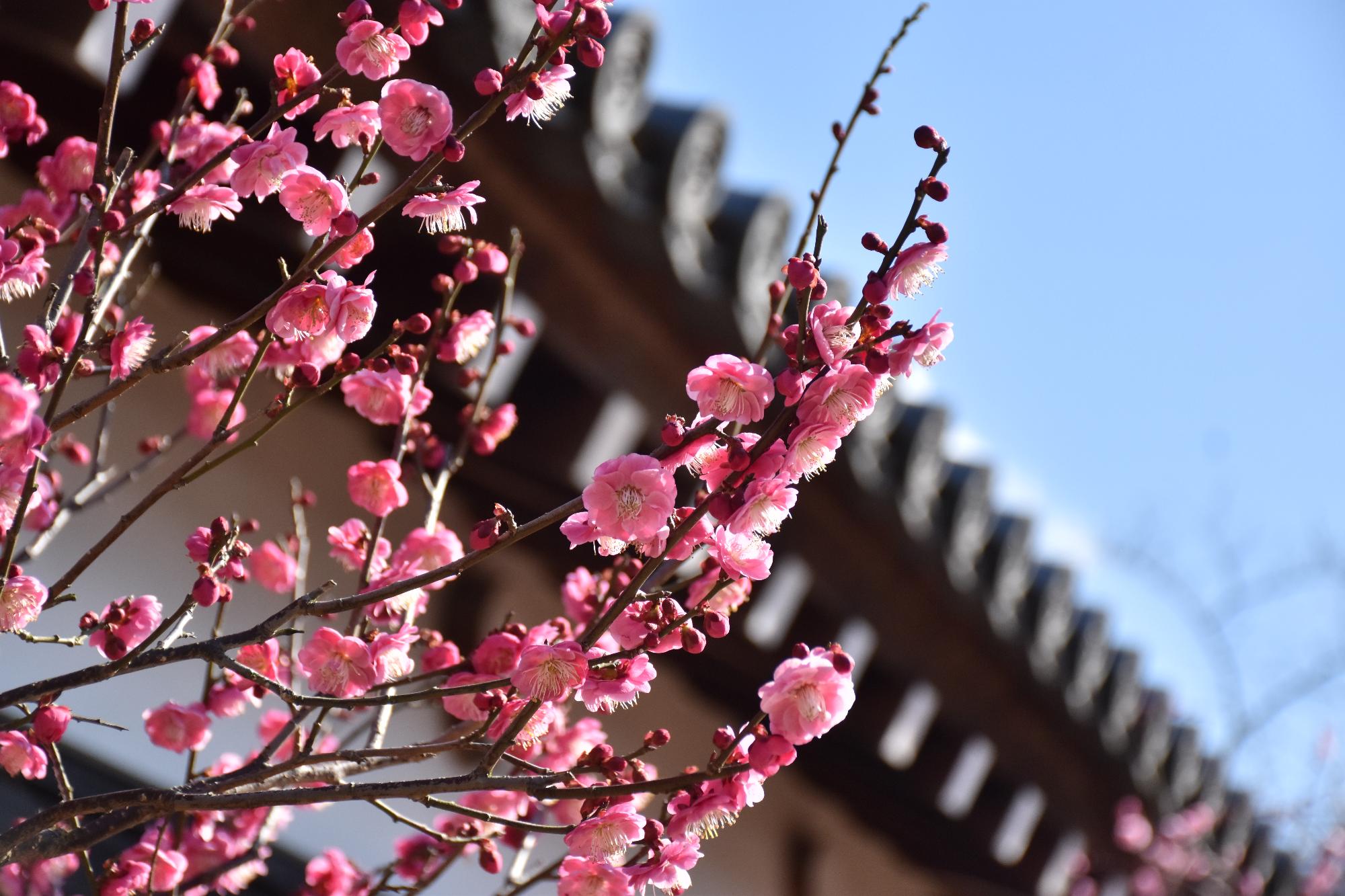 第23回盆梅展 満開となった梅と櫓