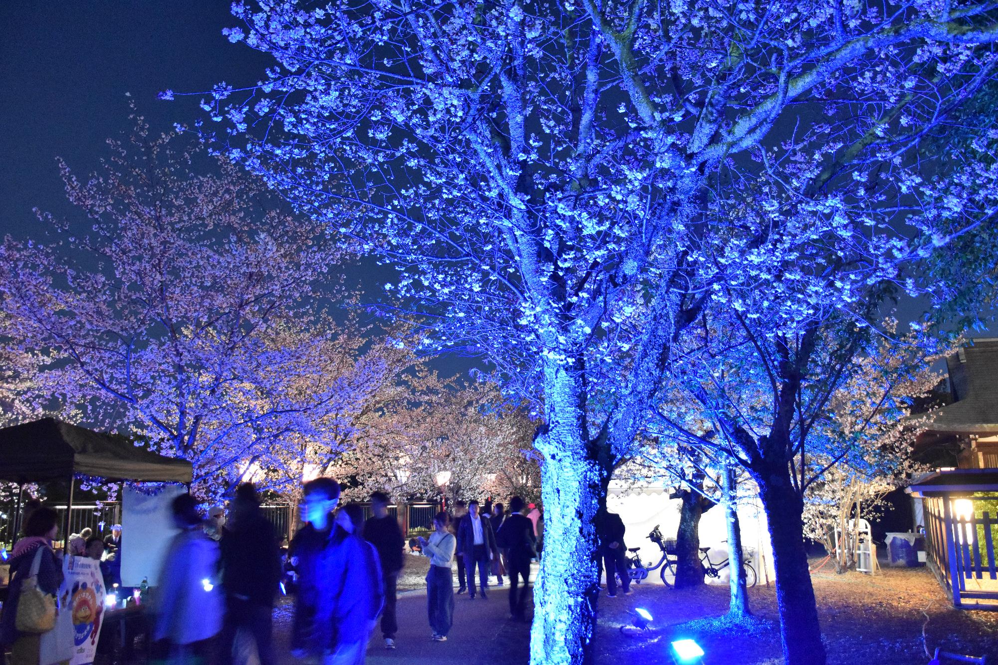 郡山城跡周辺の桜の木が青い光で照らされている