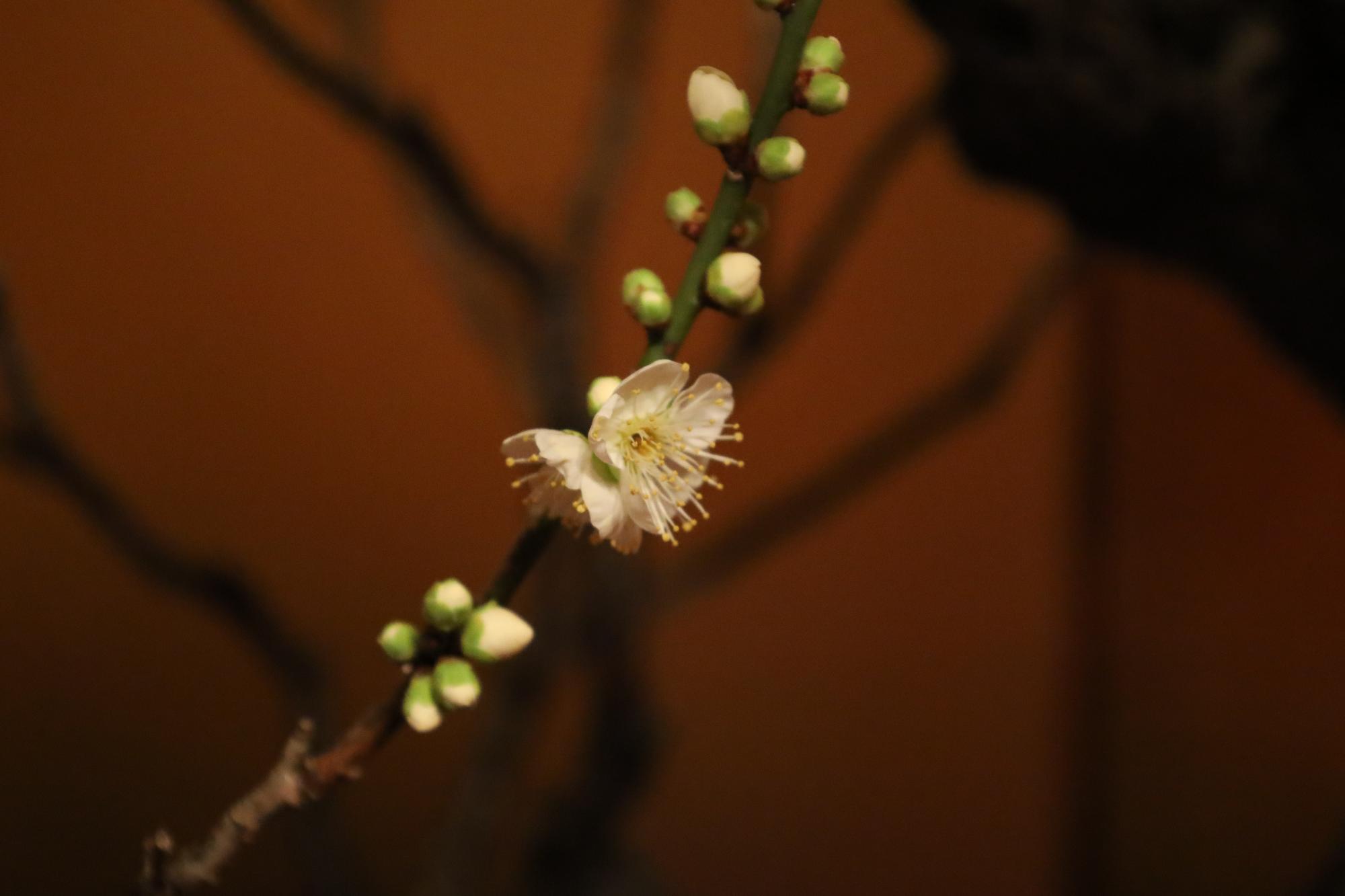 咲き始めている梅の花