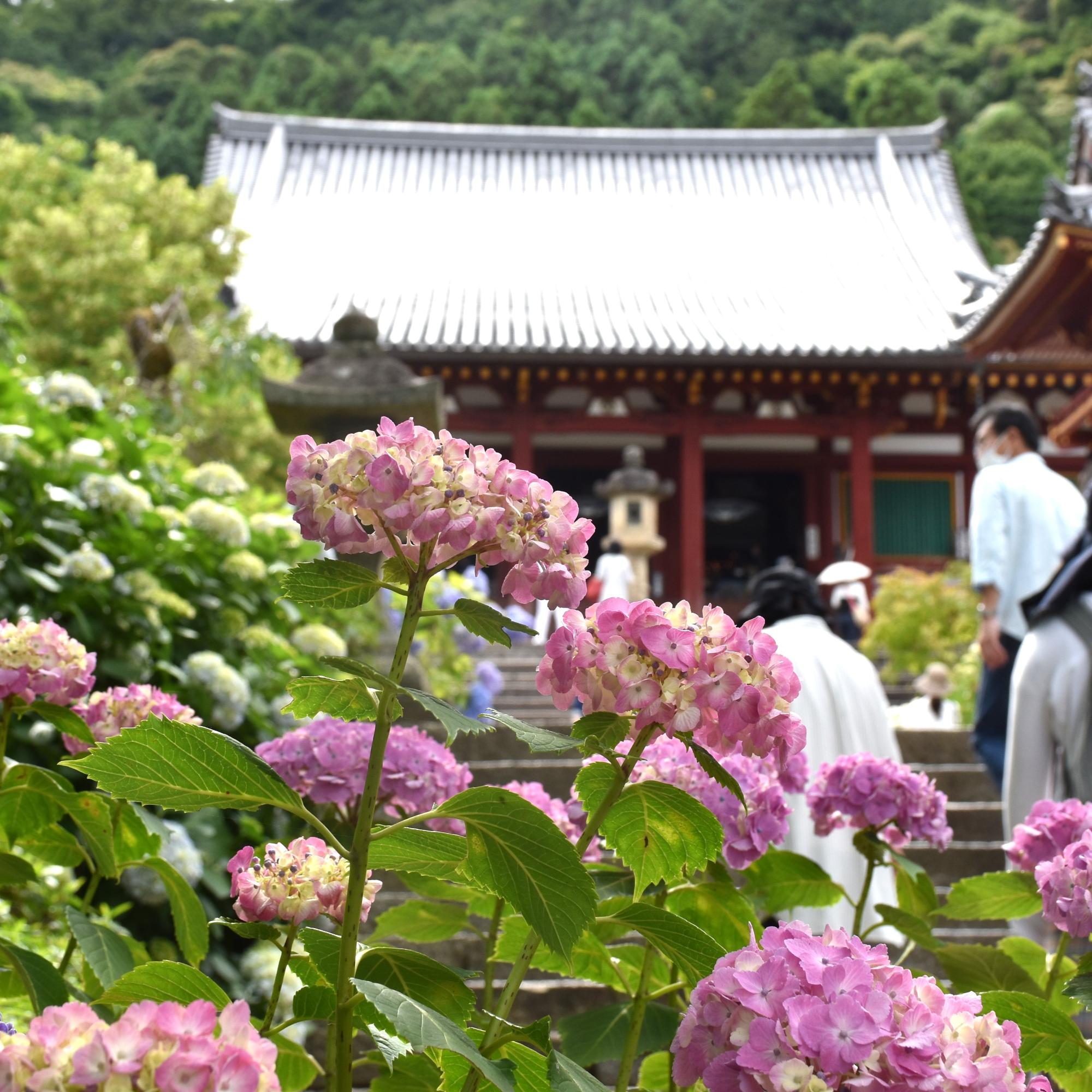 矢田寺のあじさい