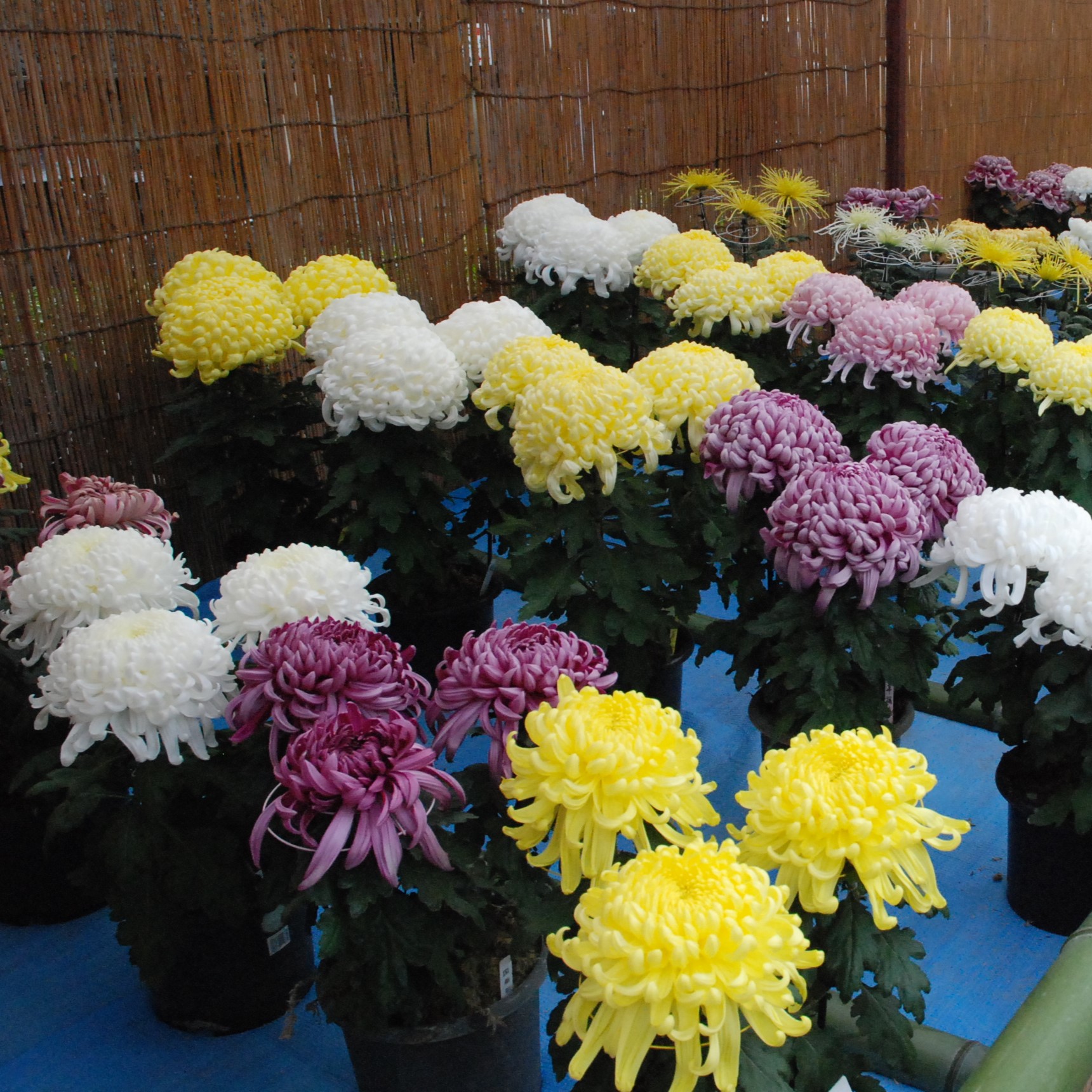 菊花展で展示されている菊