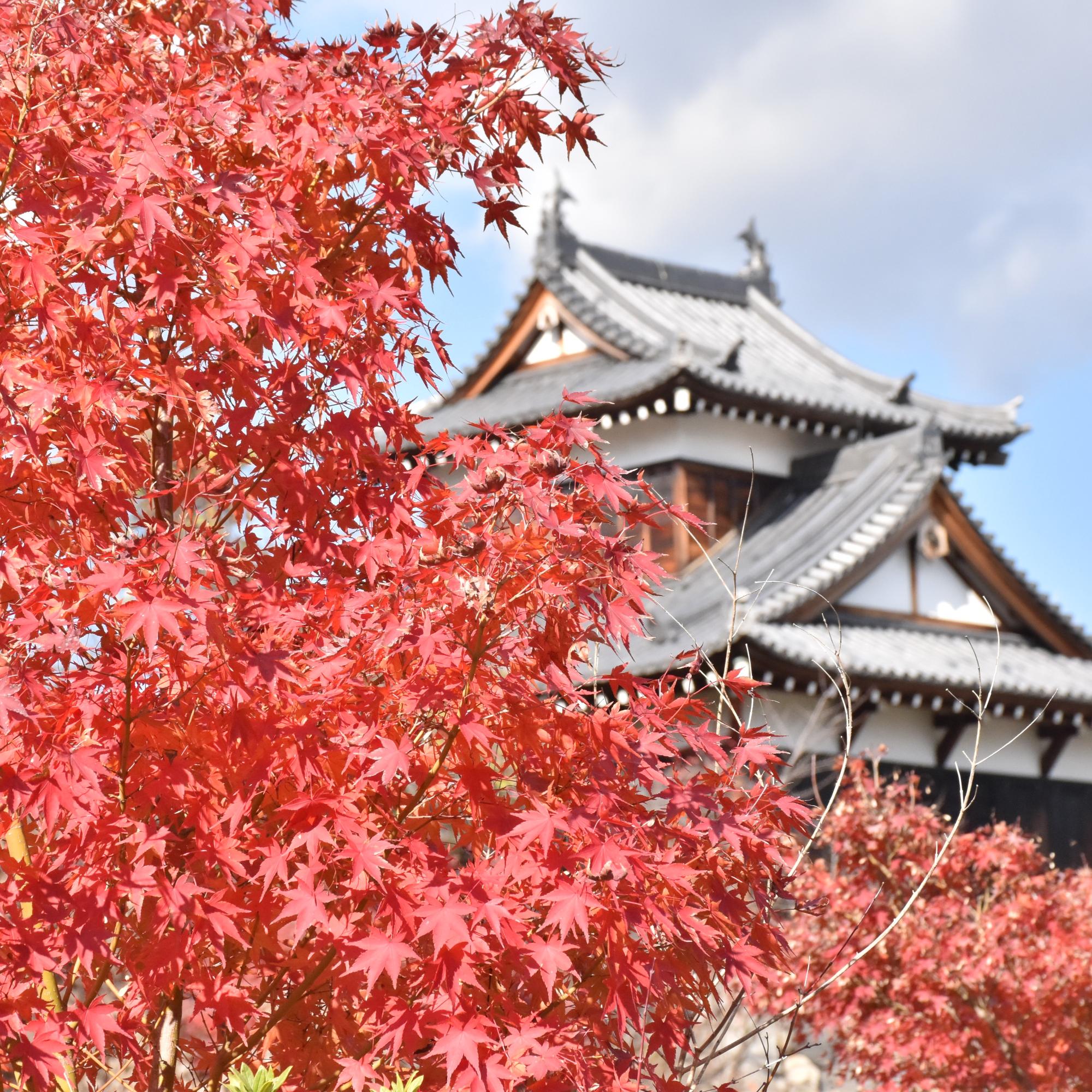 郡山城跡での紅葉