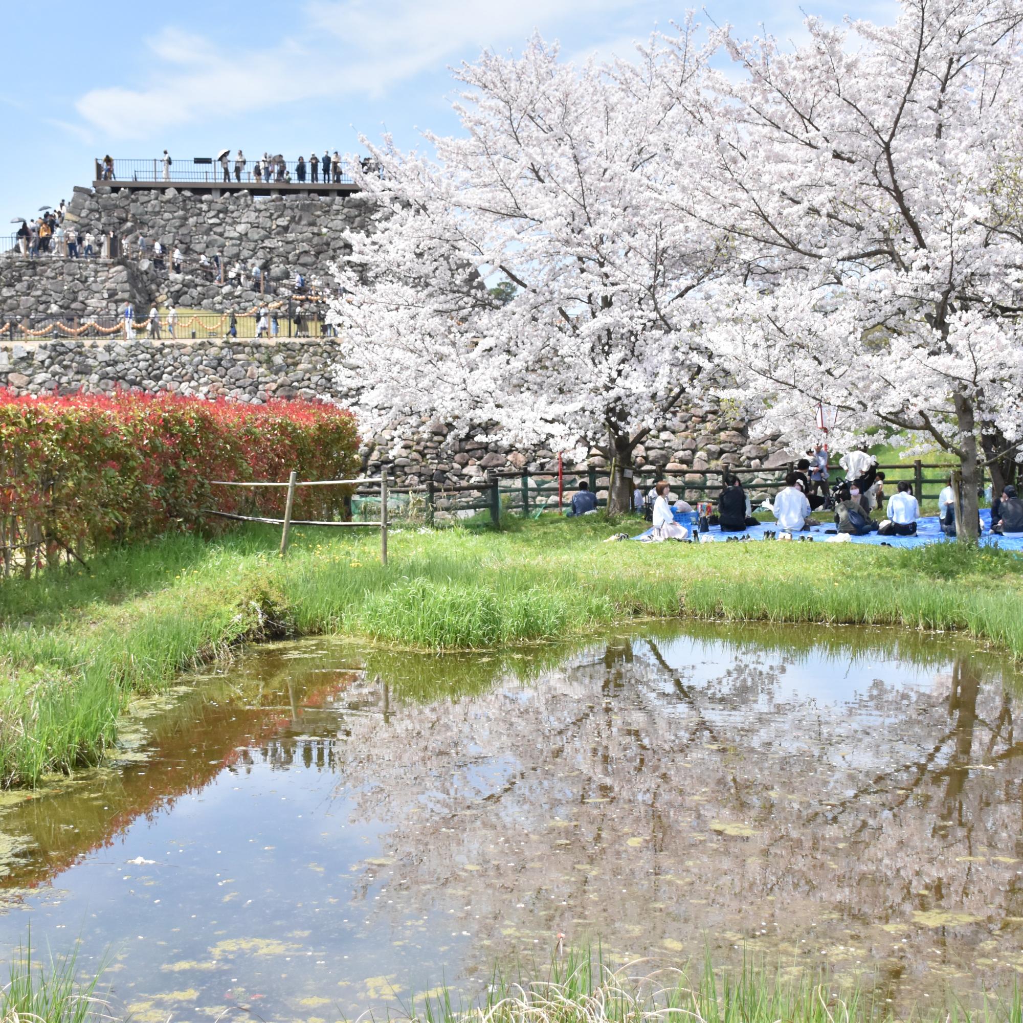 郡山城跡に咲く桜