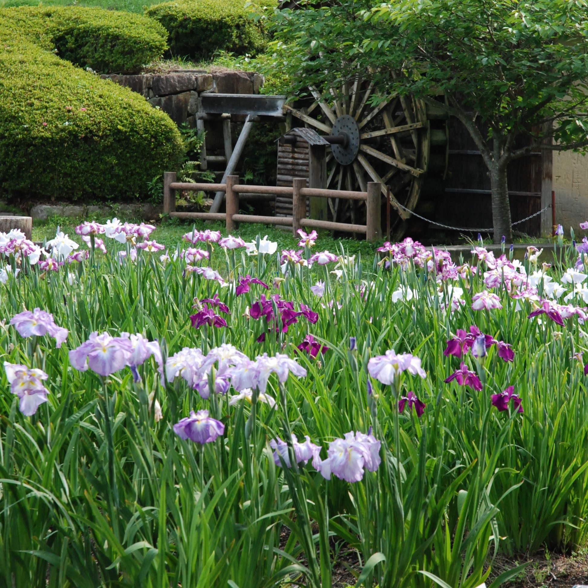 県立大和民俗公園のしょうぶ